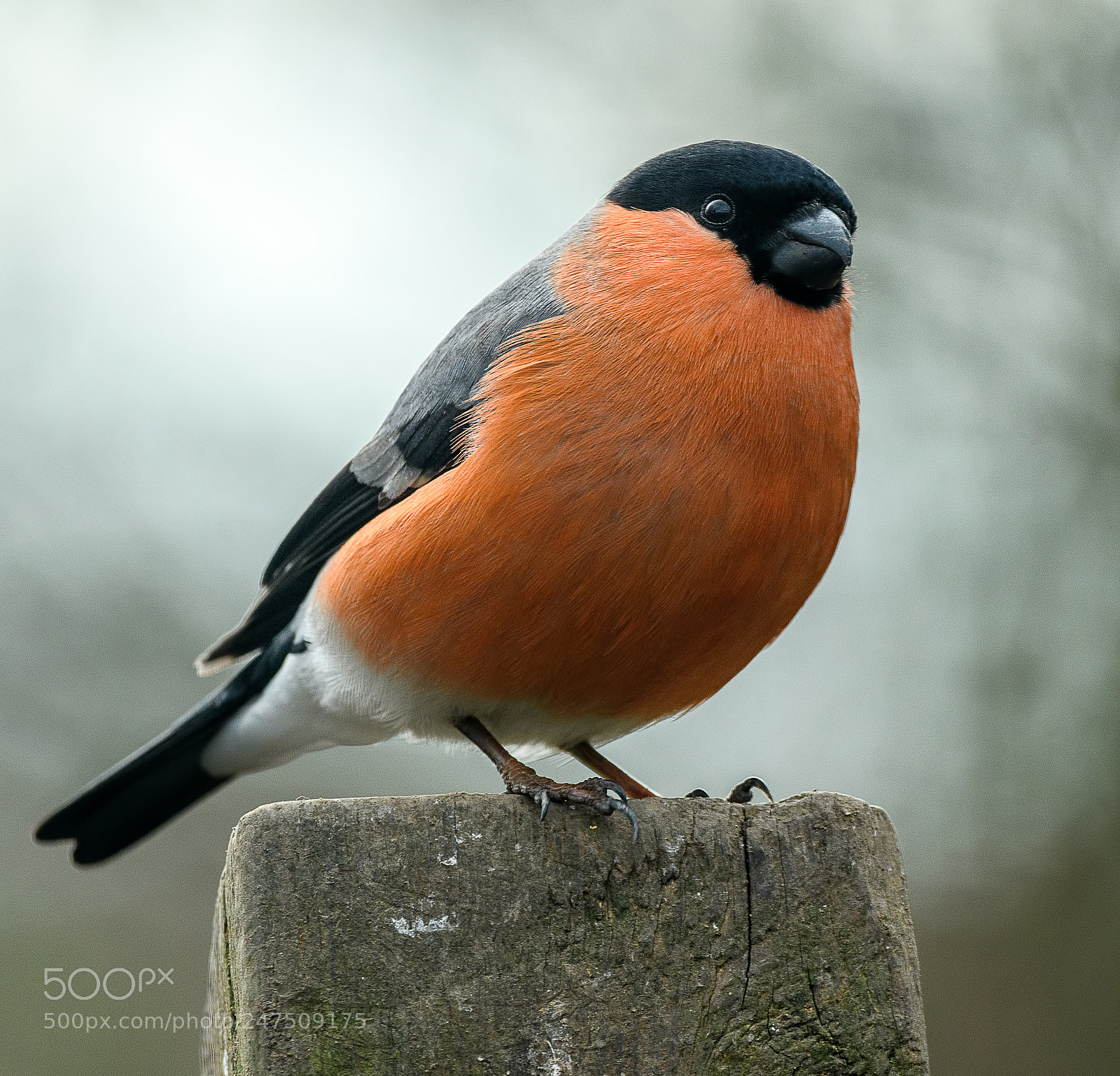 Nikon D500 sample photo. Lovely male bullfinch photography