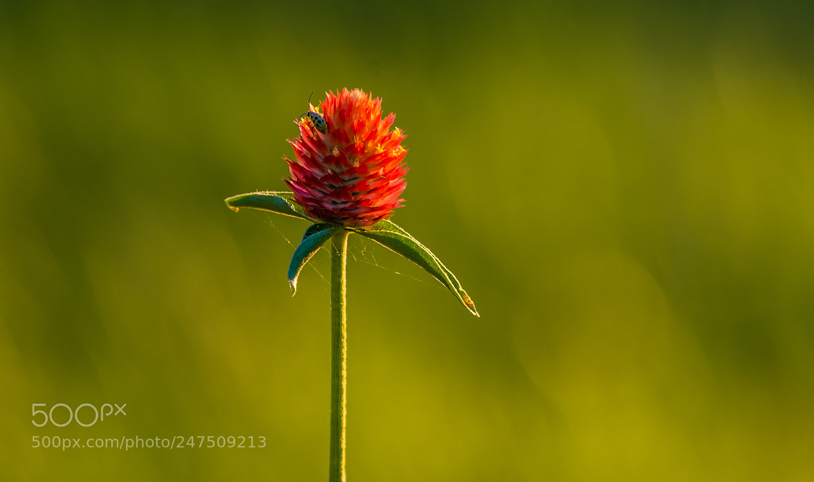 Nikon D800 sample photo. Fall flower photography