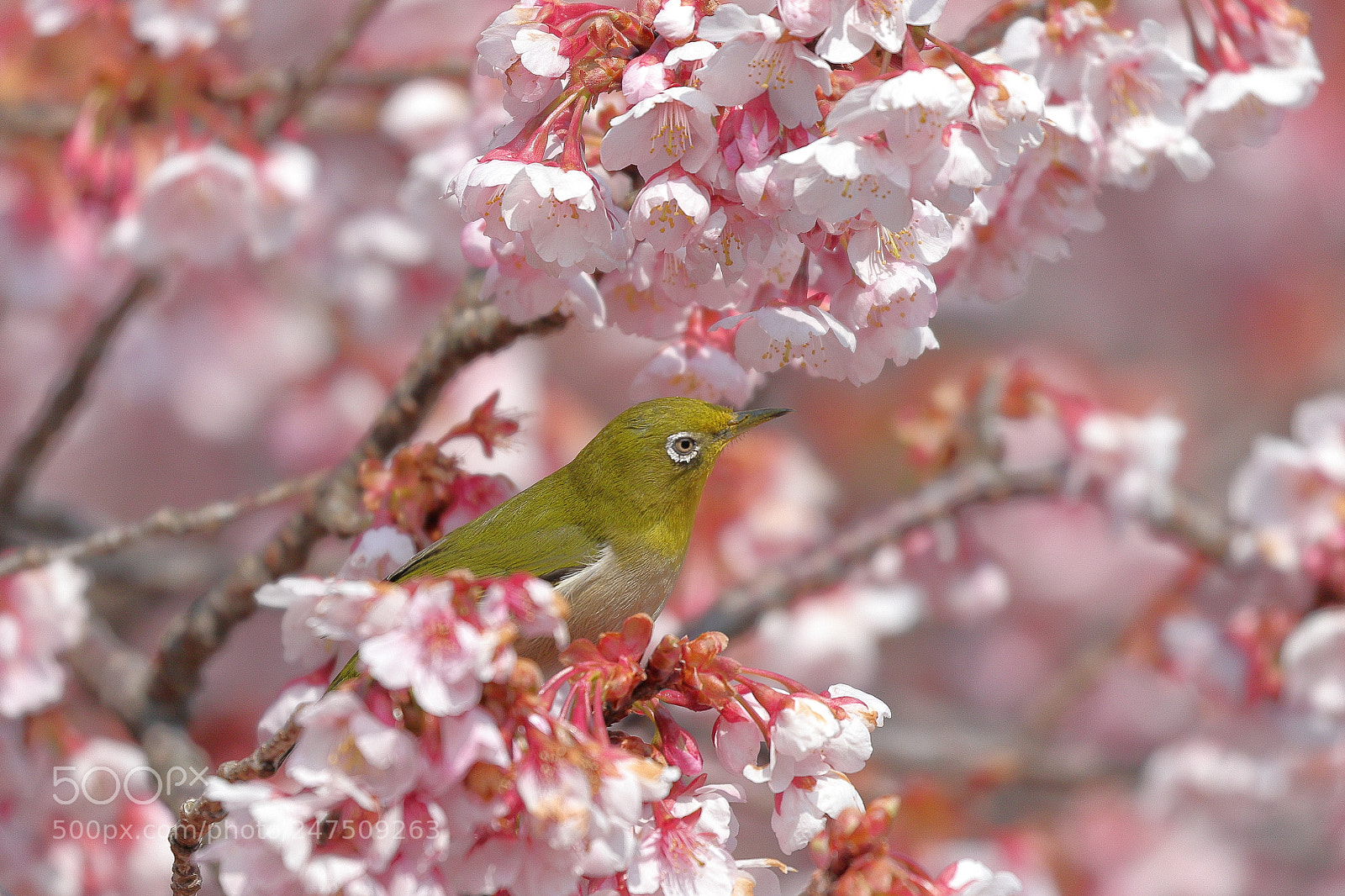 Canon EOS 7D Mark II sample photo. Cherry blossom 6196 photography