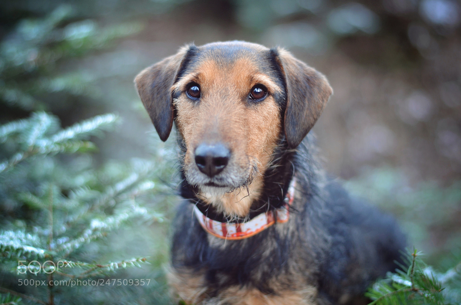 Nikon D5100 sample photo. Frodo photography