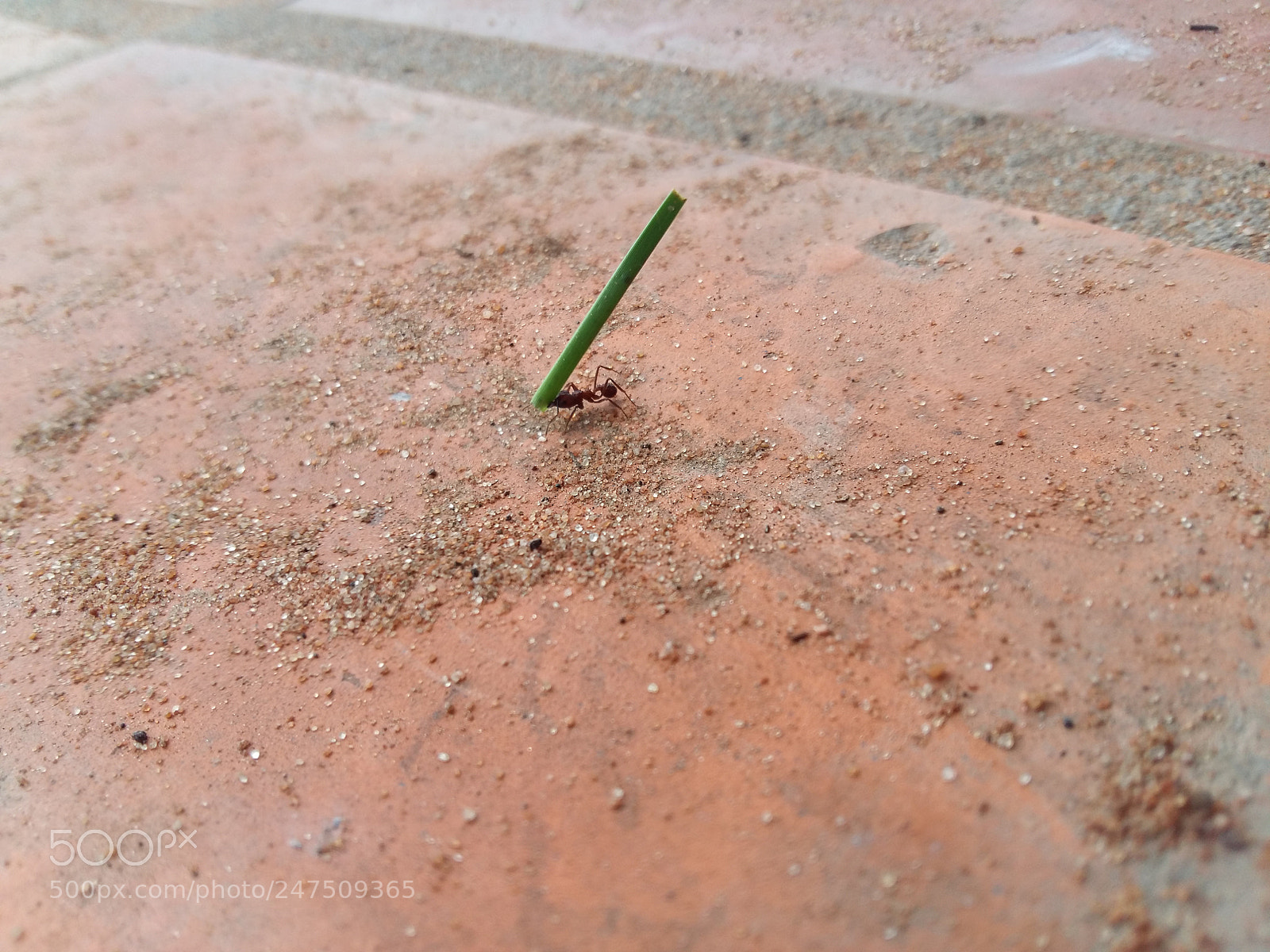 Samsung Galaxy A5 sample photo. Peteî tahyi mbarete photography