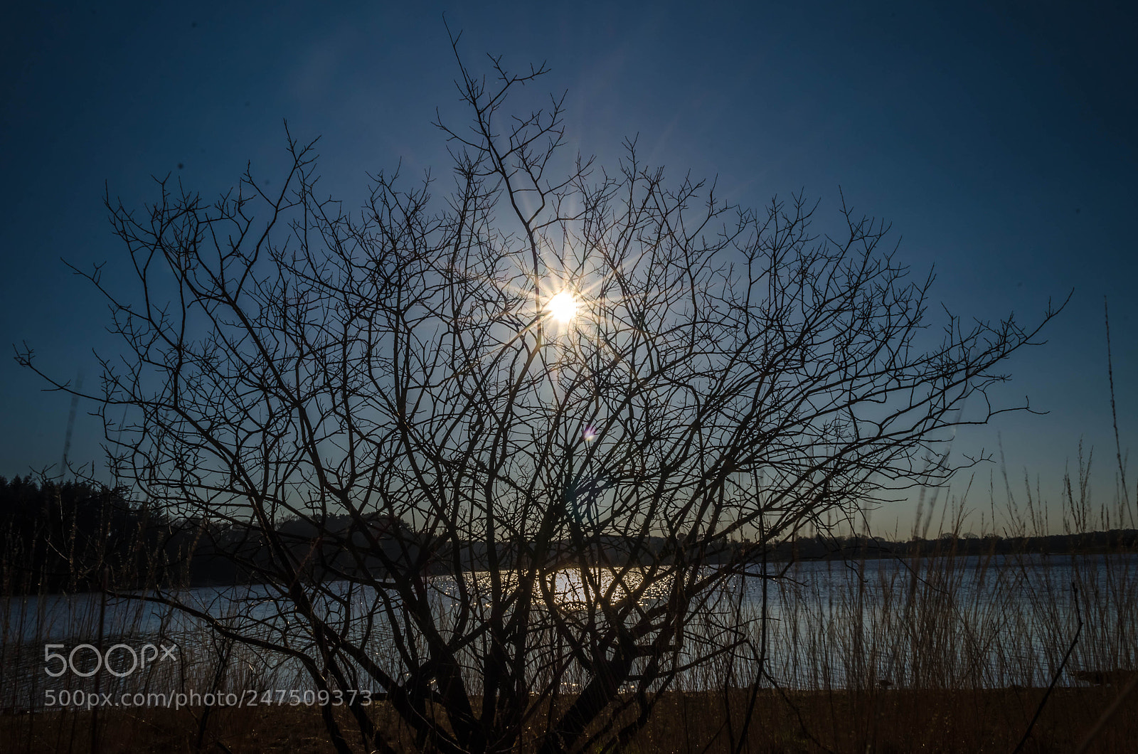 Nikon D5100 sample photo. Sun shines through the photography