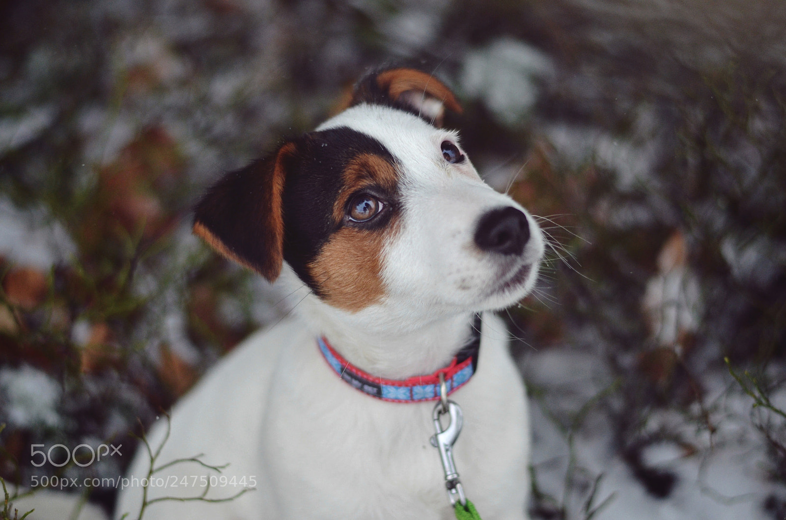 Nikon D5100 sample photo. Pixel photography