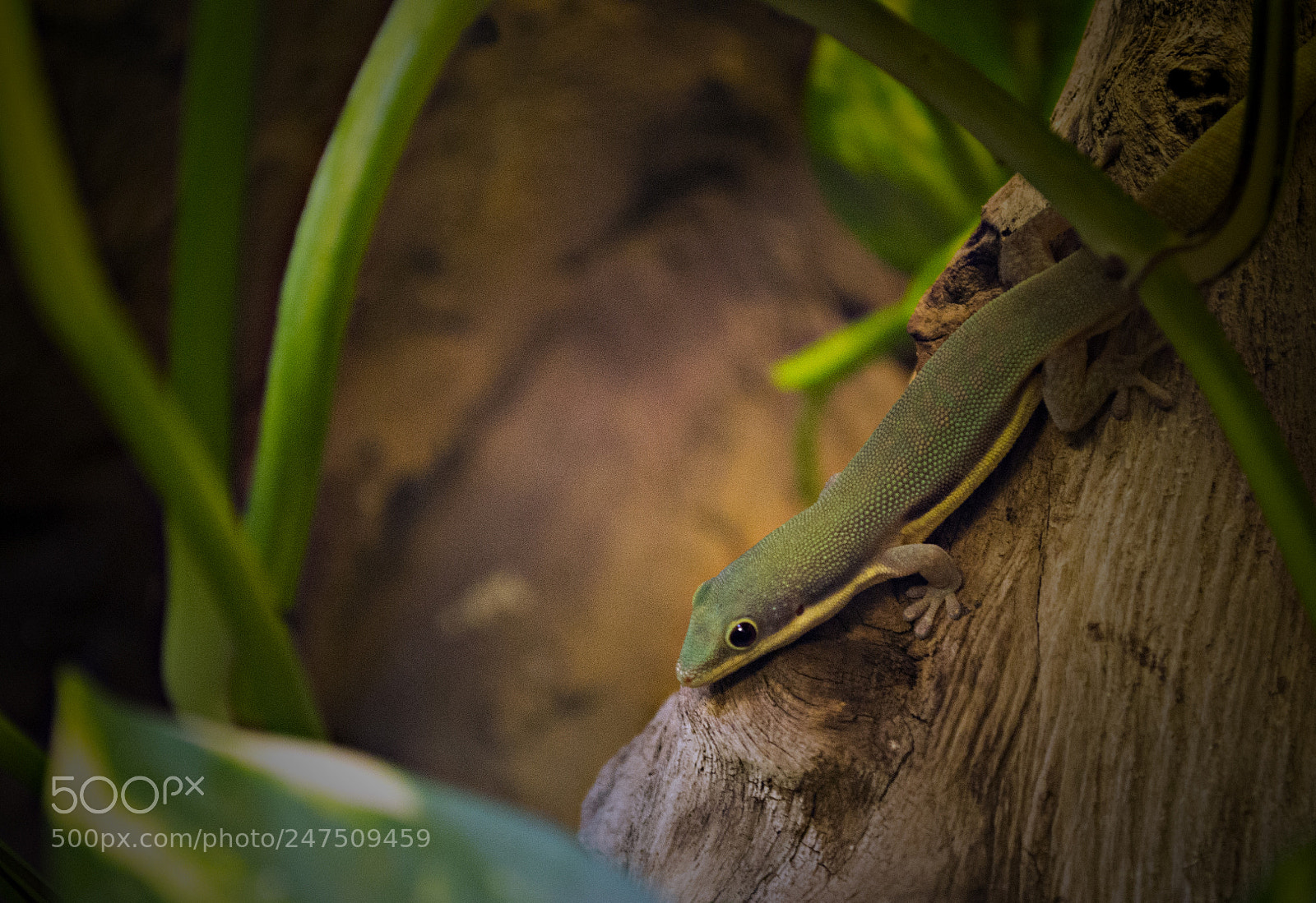 Nikon D3100 sample photo. Lizard *.* photography