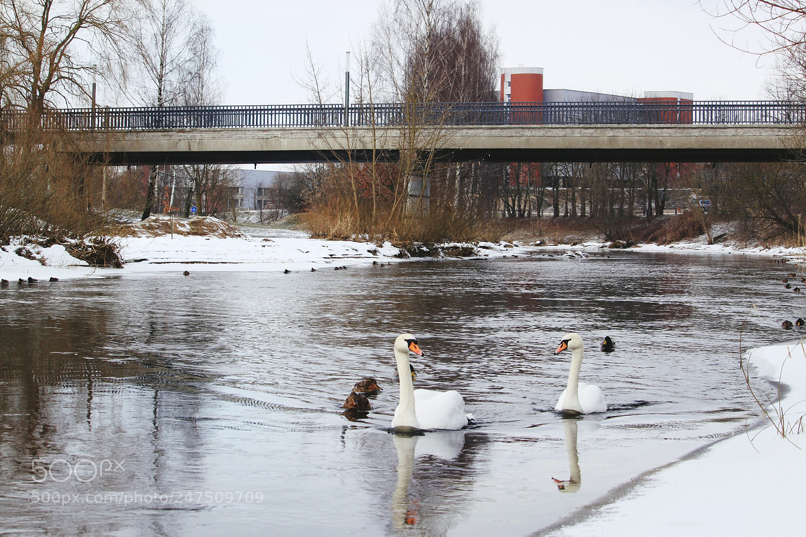 Canon EOS 500D (EOS Rebel T1i / EOS Kiss X3) sample photo. Swans in the city photography