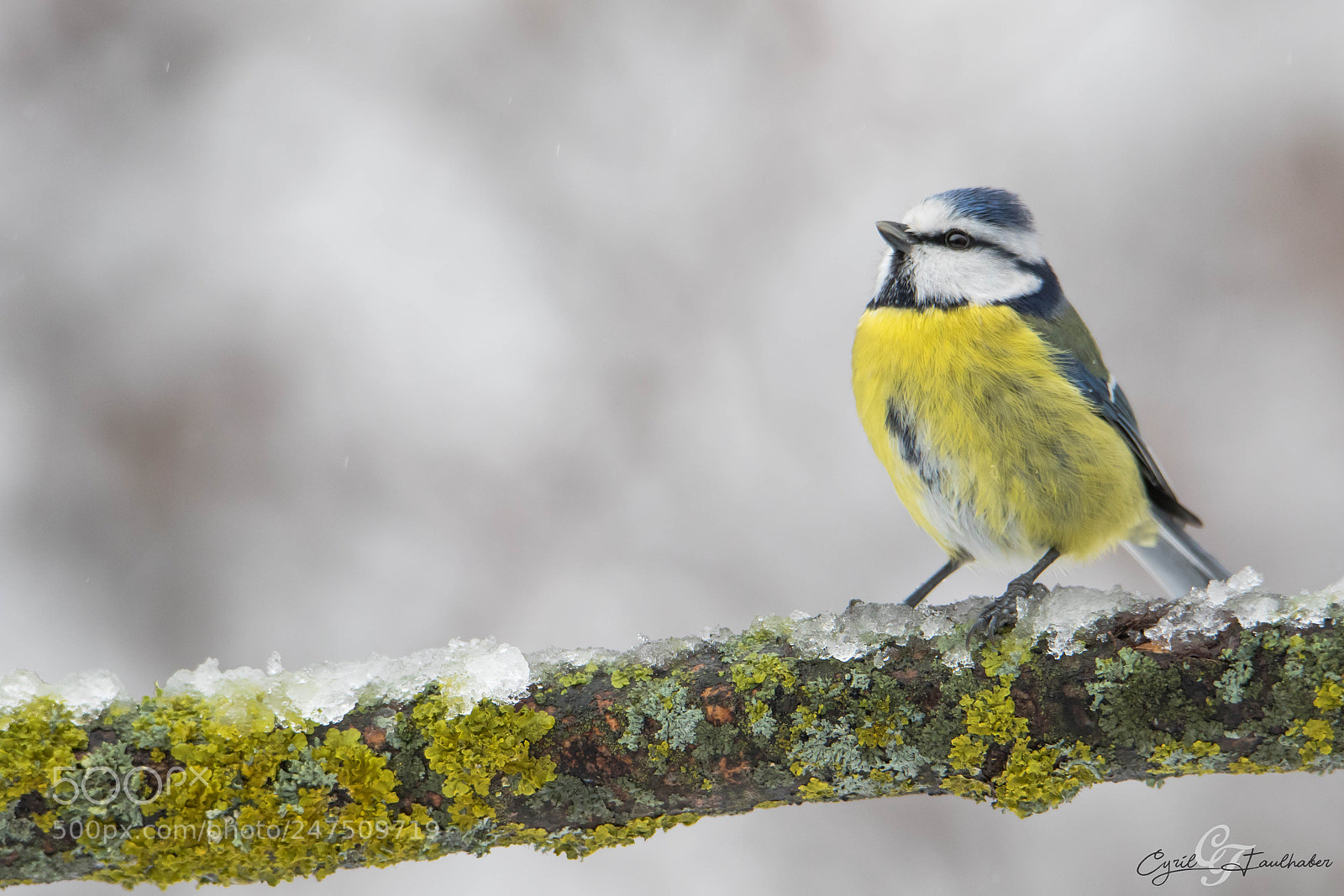 Canon EOS 7D Mark II sample photo. Mésange bleue photography