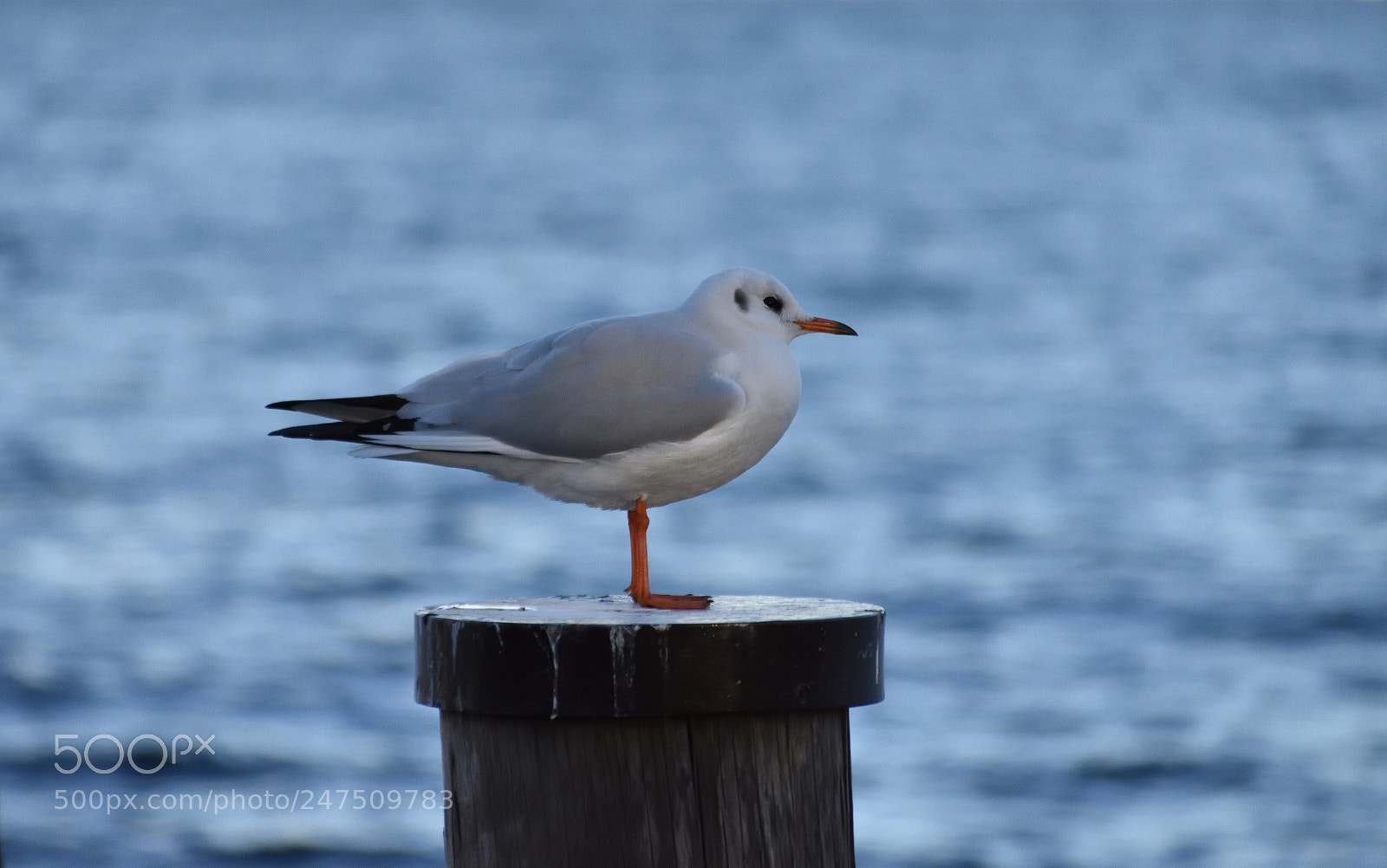 Nikon D3400 sample photo. Seagull in the middle photography