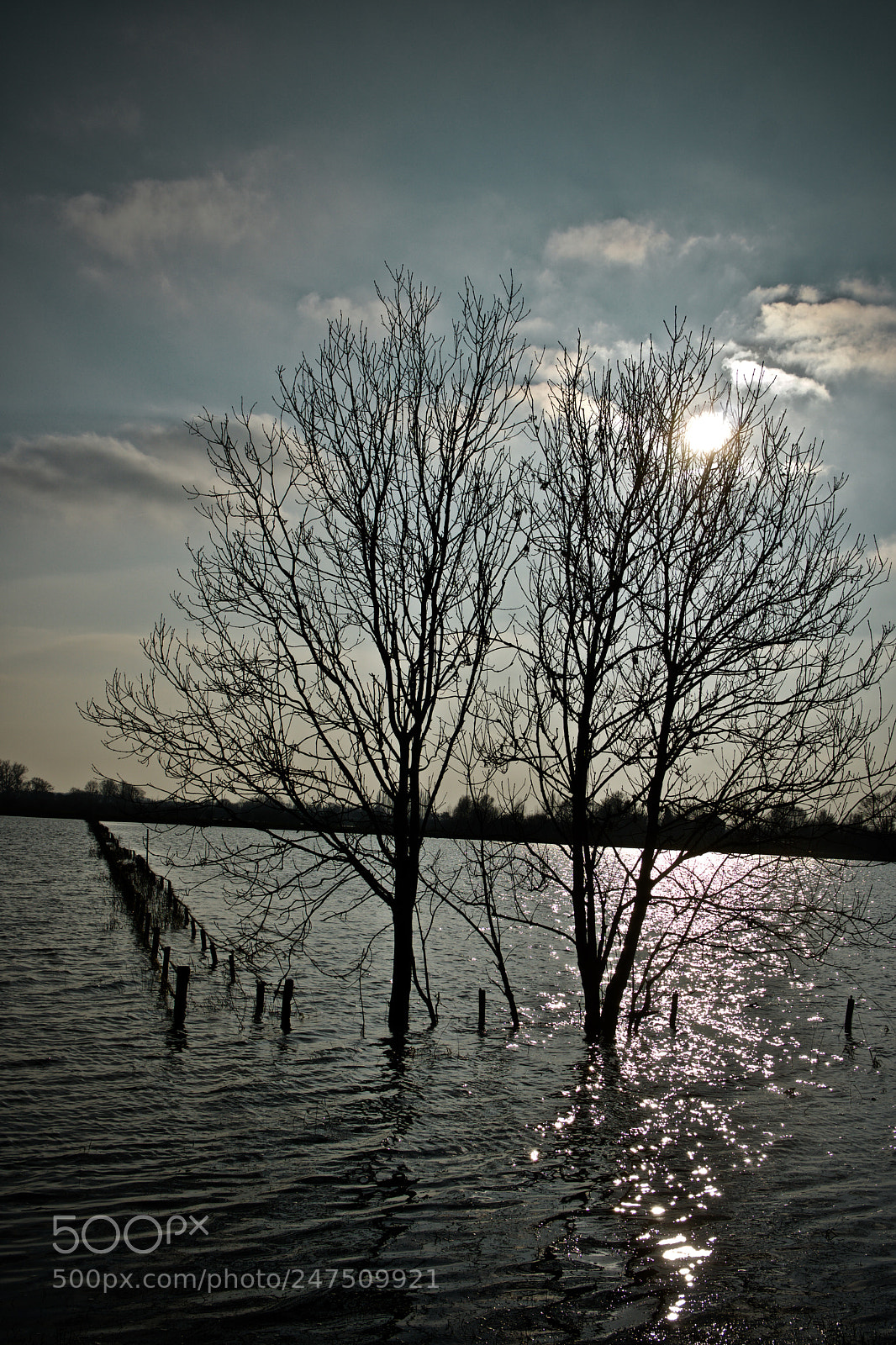 Sony a6300 sample photo. Trees in the water photography