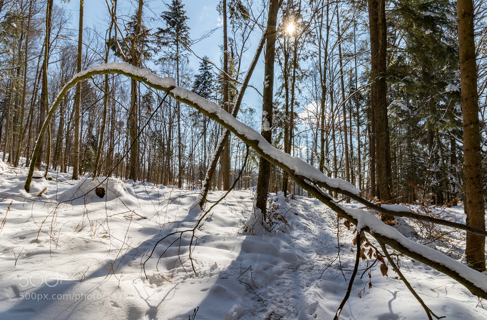 Canon EOS 7D Mark II sample photo. Bent tree photography