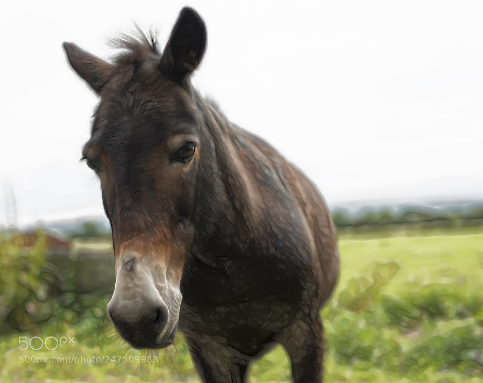 Nikon D810 sample photo. Donkey fractalius plug in photography