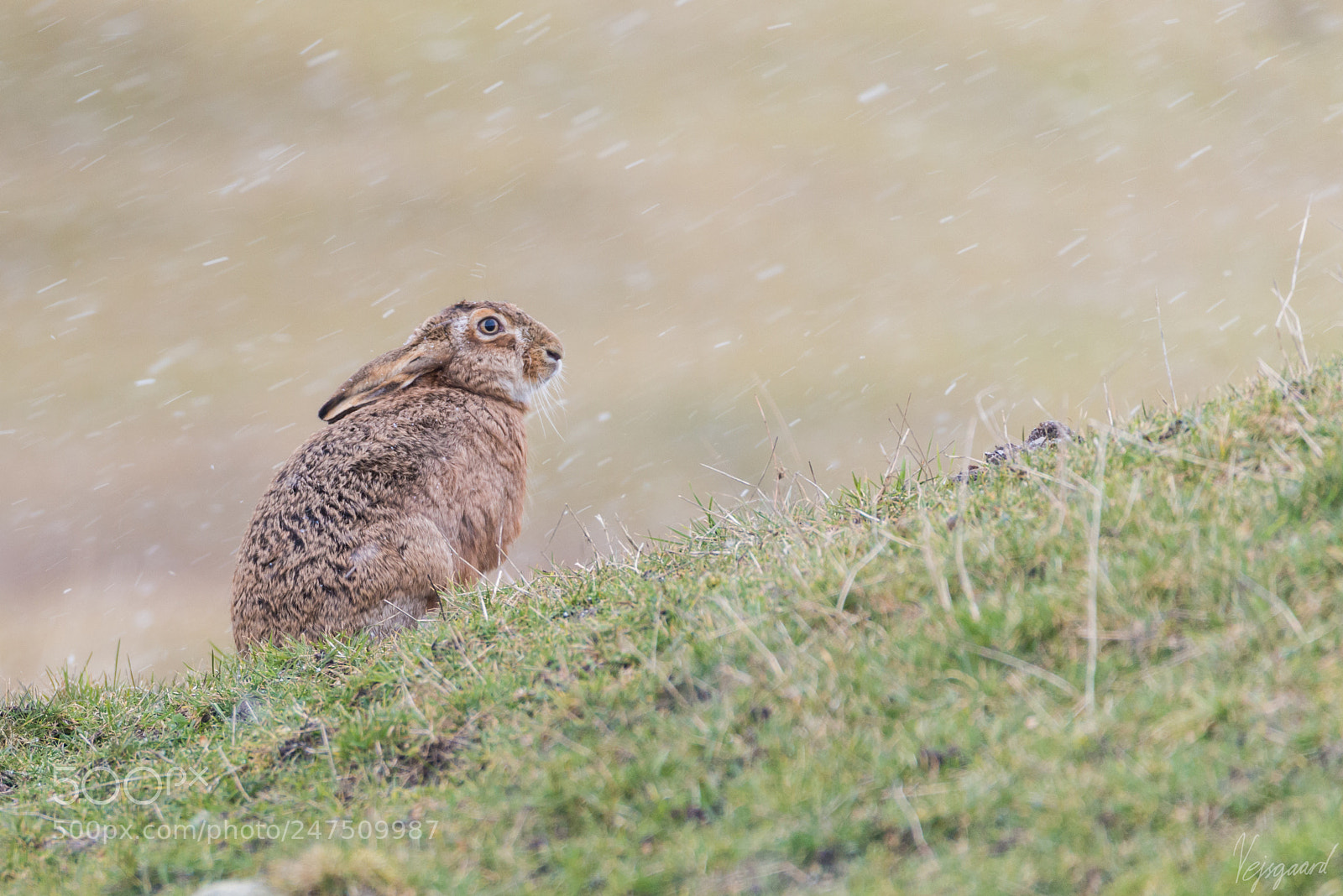 Nikon D800 sample photo. Hare in the snow photography
