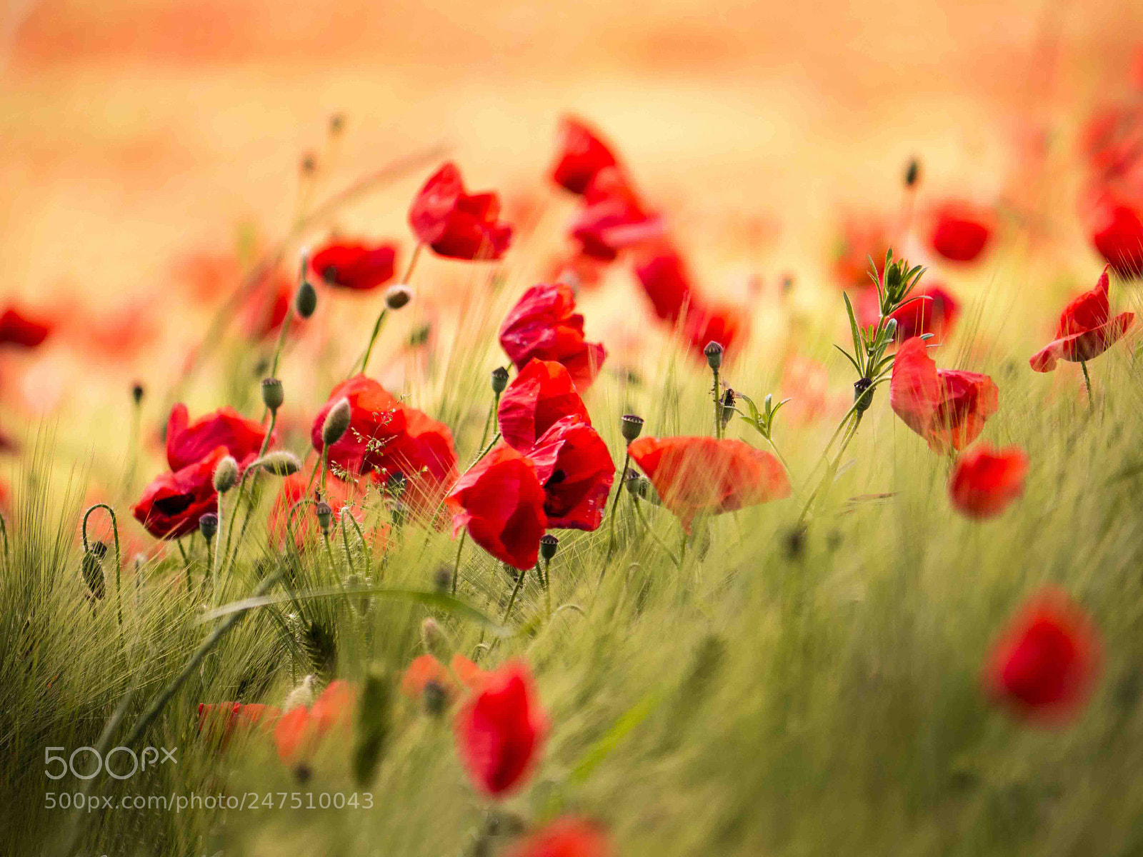 Panasonic Lumix DMC-GH4 sample photo. Mohnblumen photography