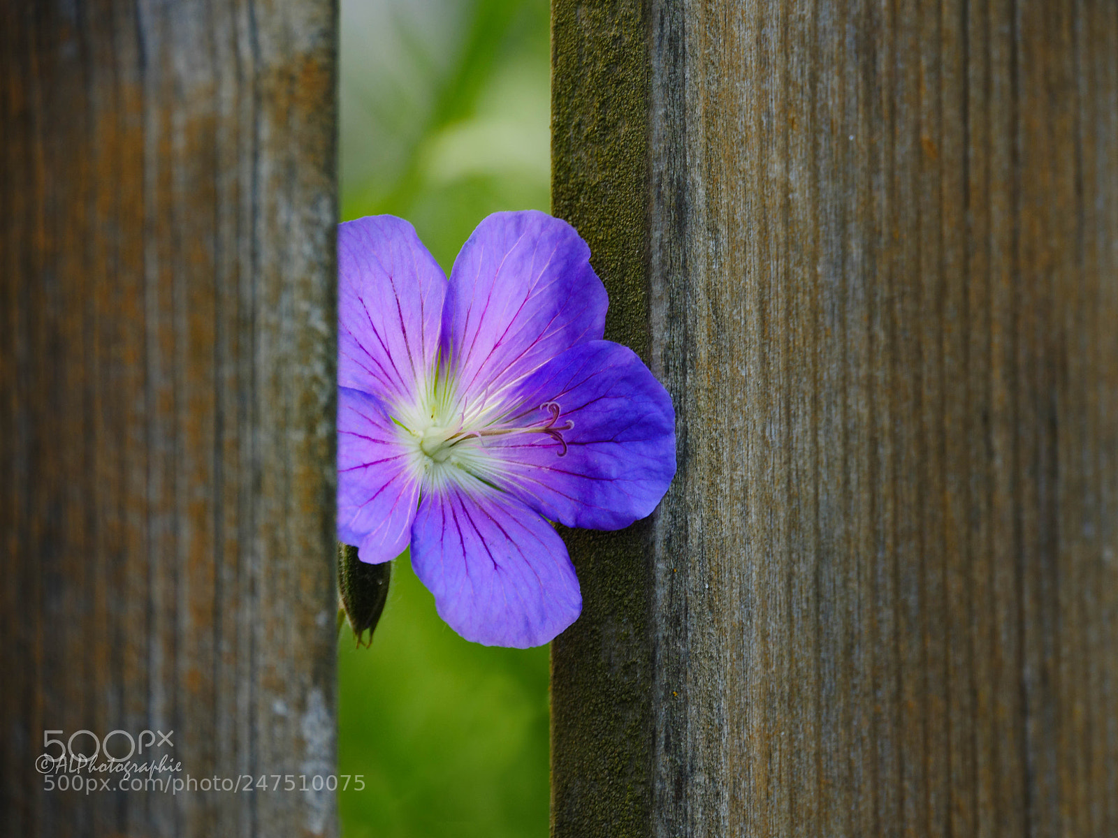 Panasonic Lumix DMC-GH4 sample photo. Storchenschnabel photography