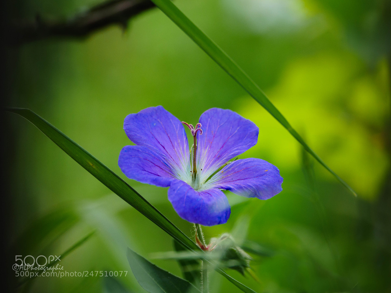 Panasonic Lumix DMC-GH4 sample photo. Storchenschnabel photography