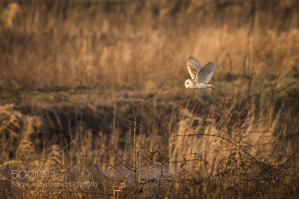 Nikon D7200 sample photo. Hunting barn owl photography