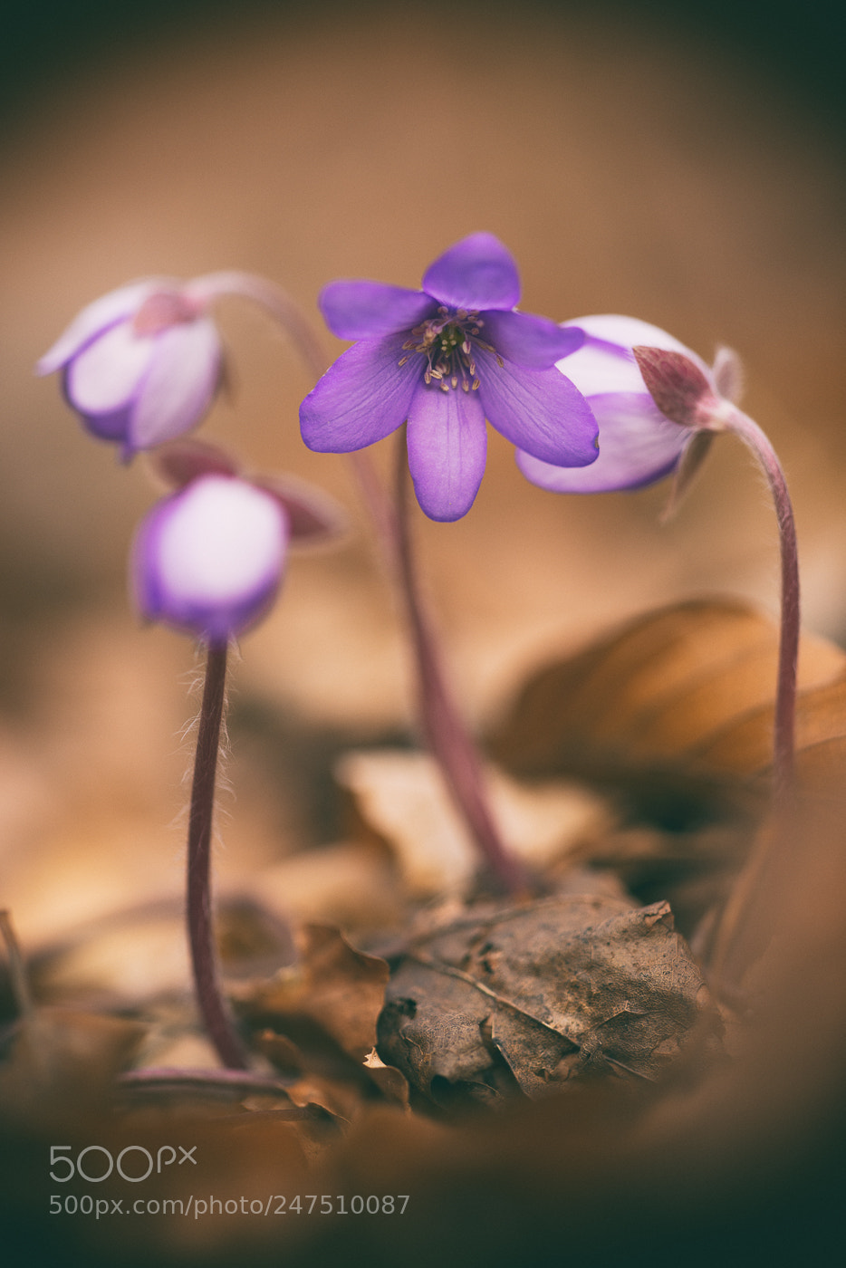 Nikon D800 sample photo. Finally rising... photography