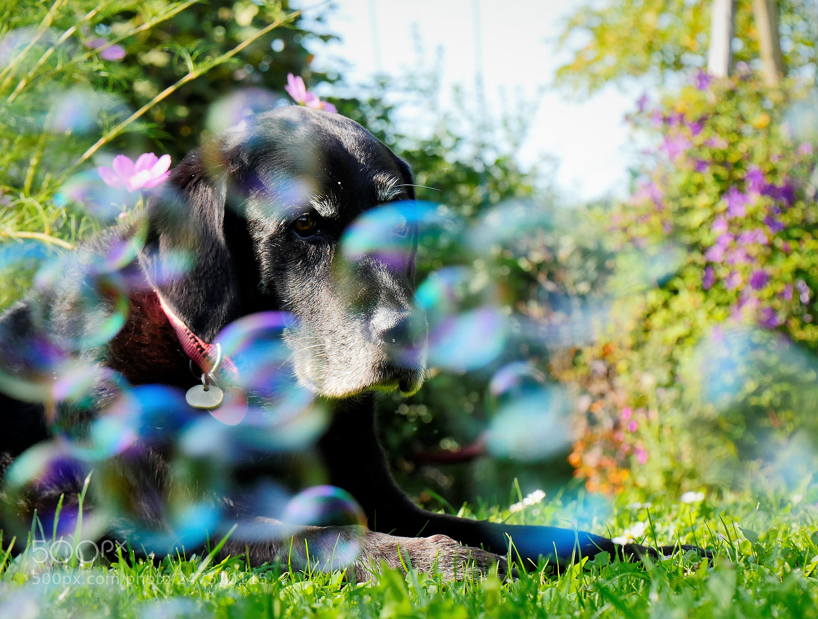 Panasonic Lumix DMC-GH4 sample photo. Bubbles and pets photography