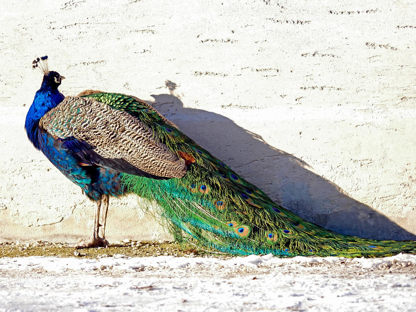 Panasonic Lumix DMC-GH4 sample photo. Pfau photography