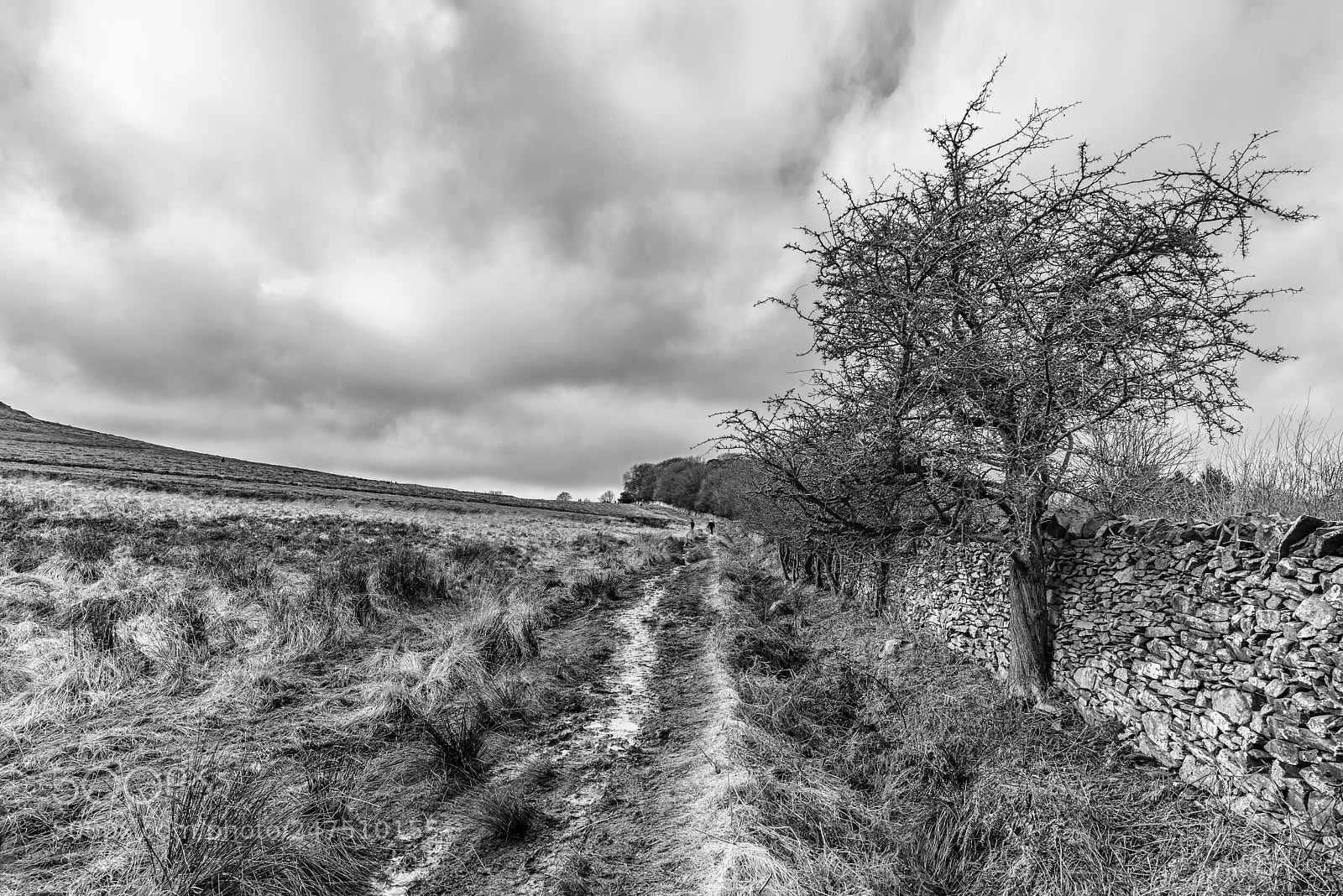 Nikon D810 sample photo. A winter track photography