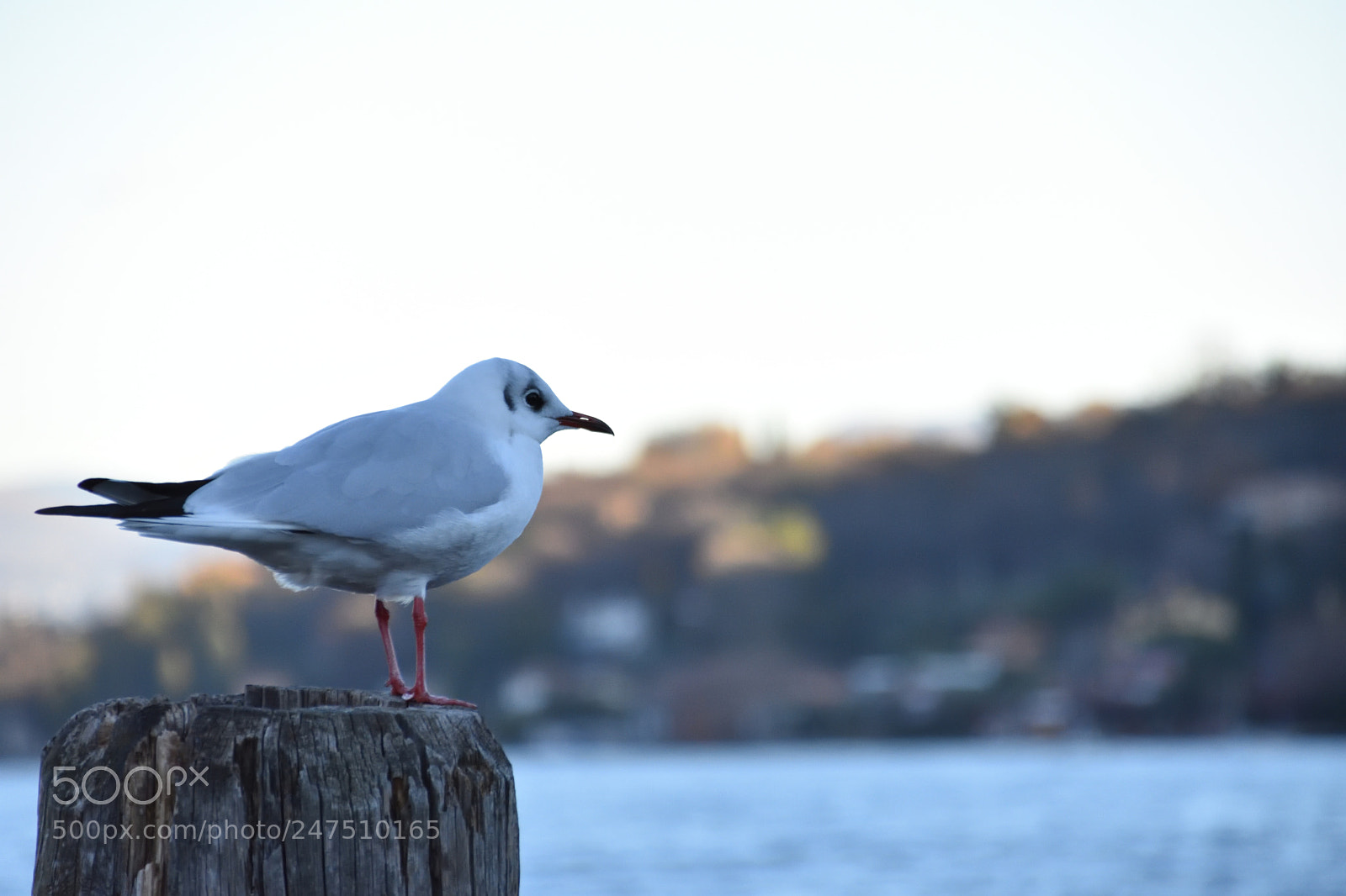 Nikon D3400 sample photo. Wait for next flight photography