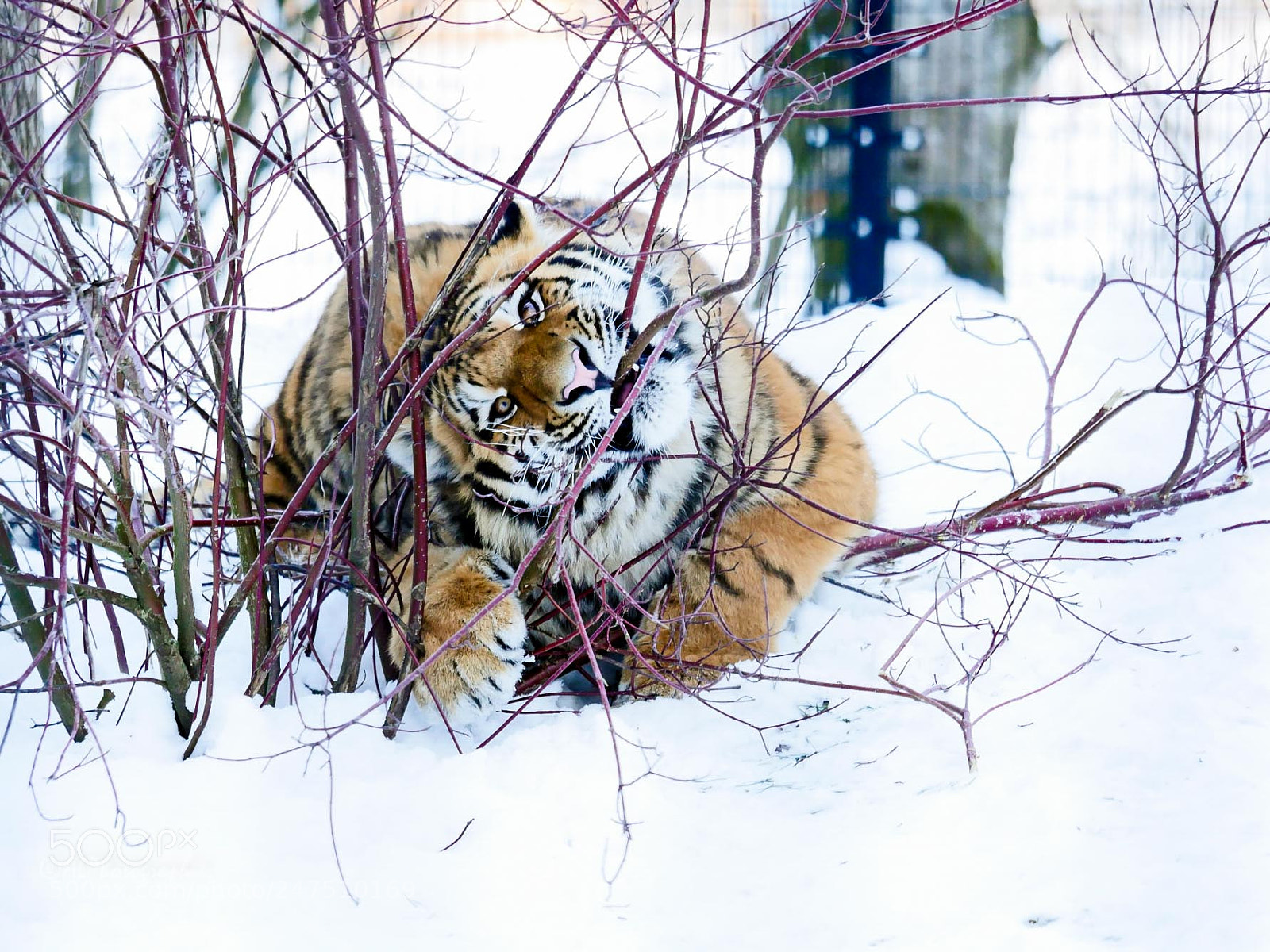 Panasonic Lumix DMC-GH4 sample photo. Tiger photography