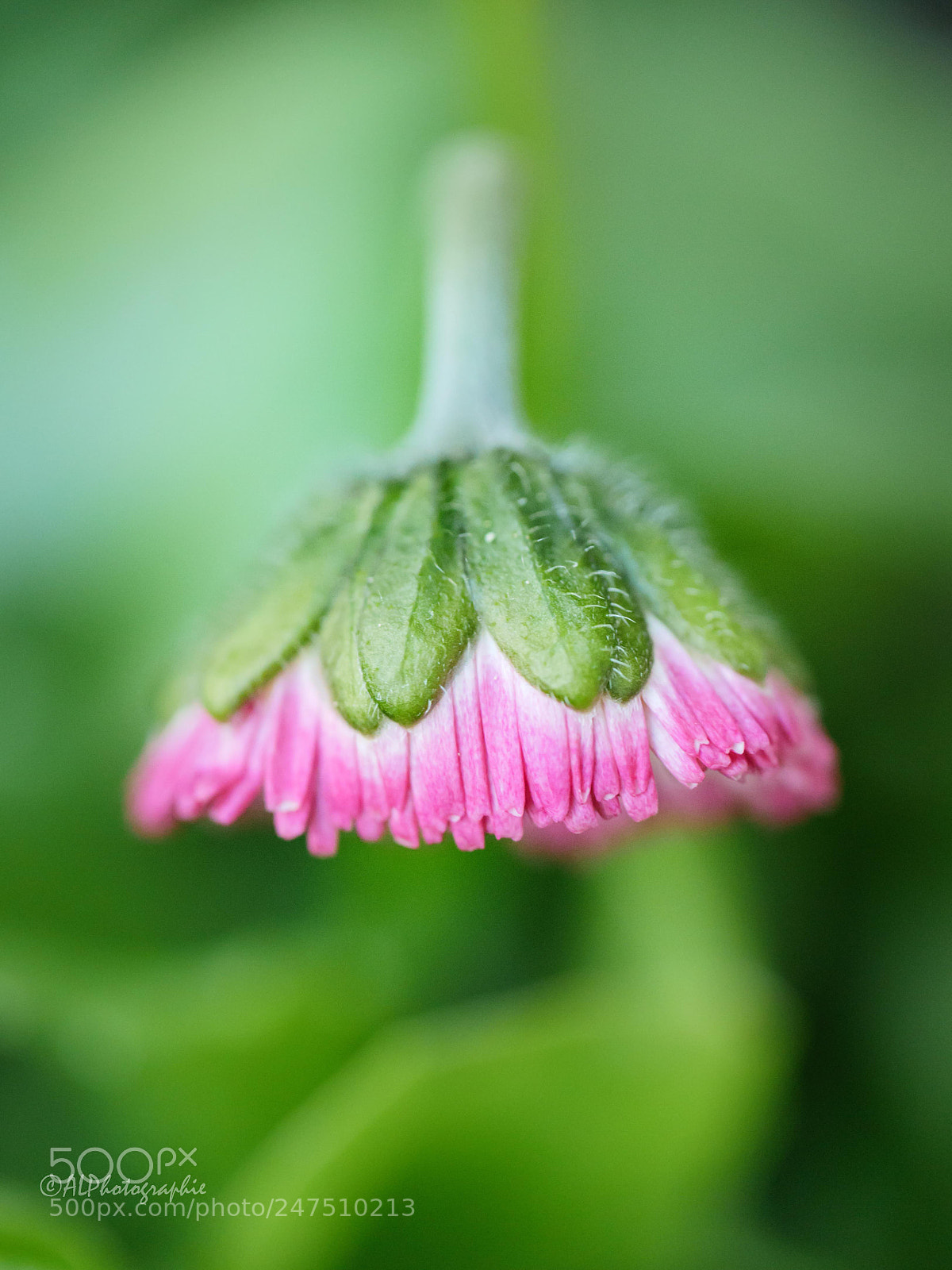 Panasonic Lumix DMC-GH4 sample photo. Gänseblümchen photography