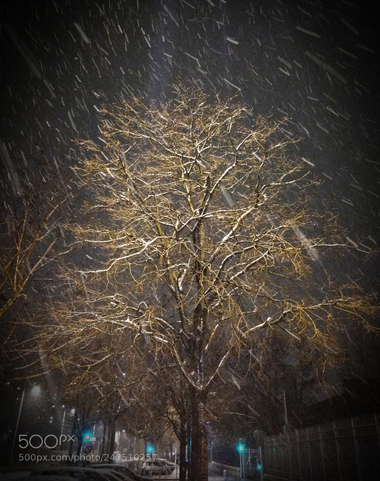 ASUS ZenFone 3 Max (ZC553KL) sample photo. Snow tree photography