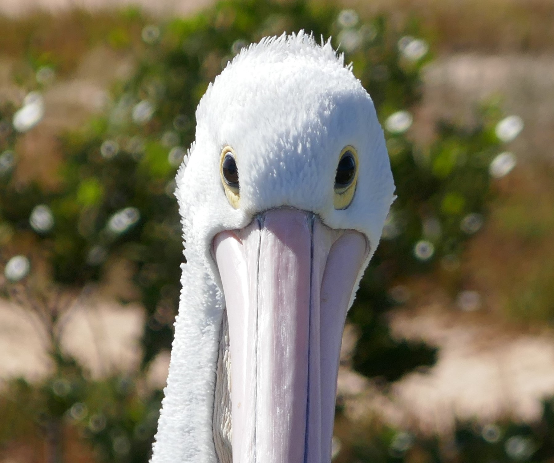 Panasonic DMC-TZ110 sample photo. Eye contact with an australian pelican photography