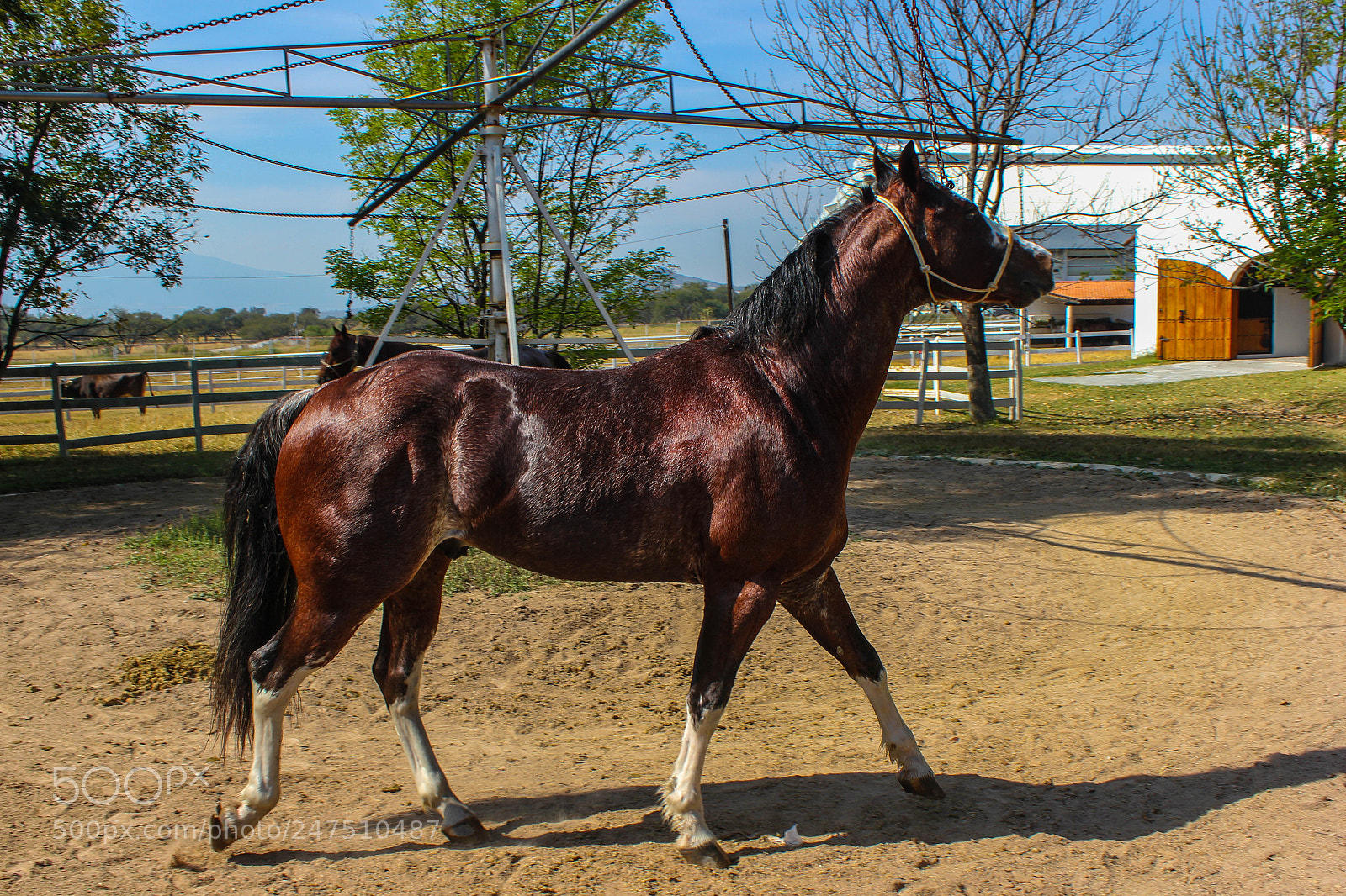Canon EOS 550D (EOS Rebel T2i / EOS Kiss X4) sample photo. Belleza, rancho los 3 photography