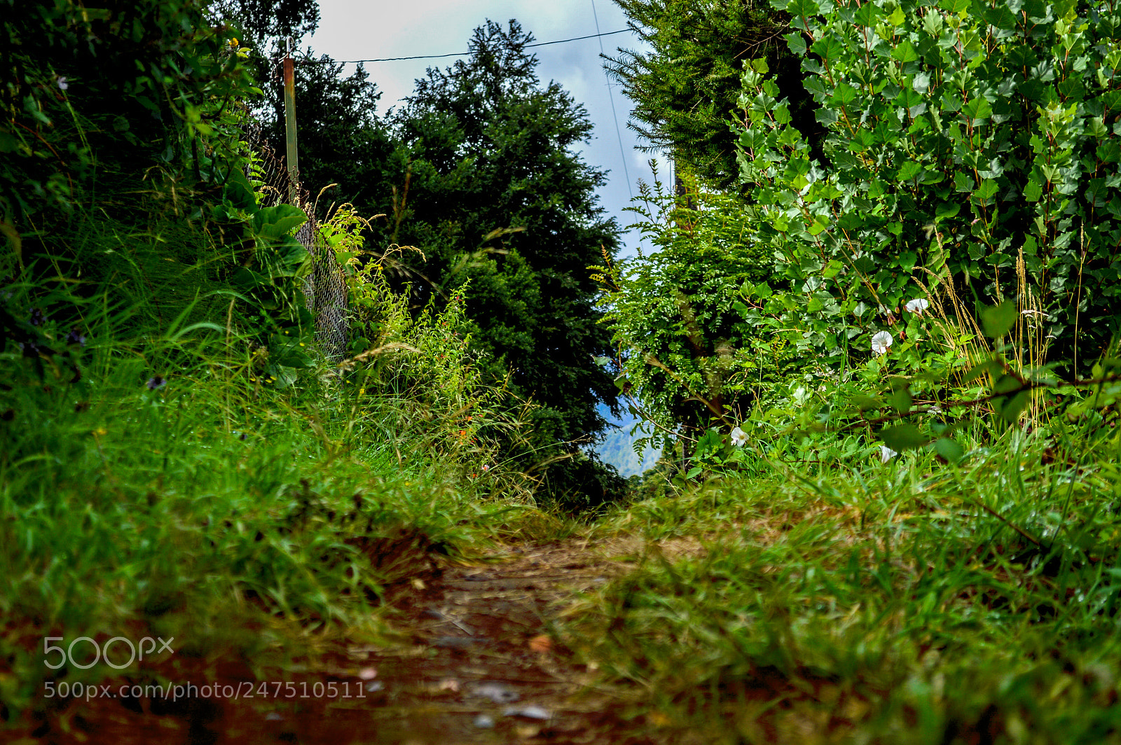 Nikon D3200 sample photo. Beautiful path photography