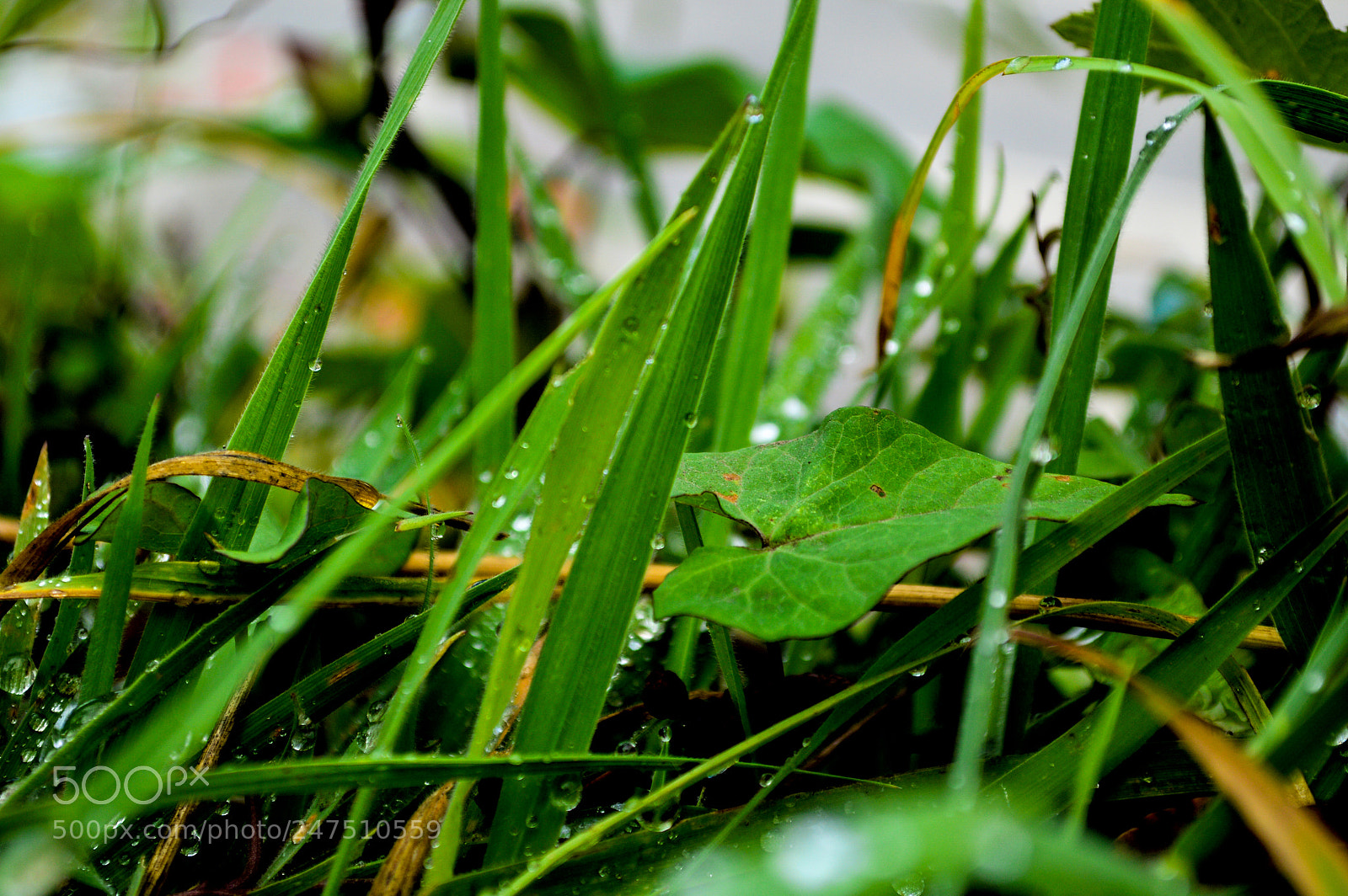 Nikon D3200 sample photo. Green dew photography