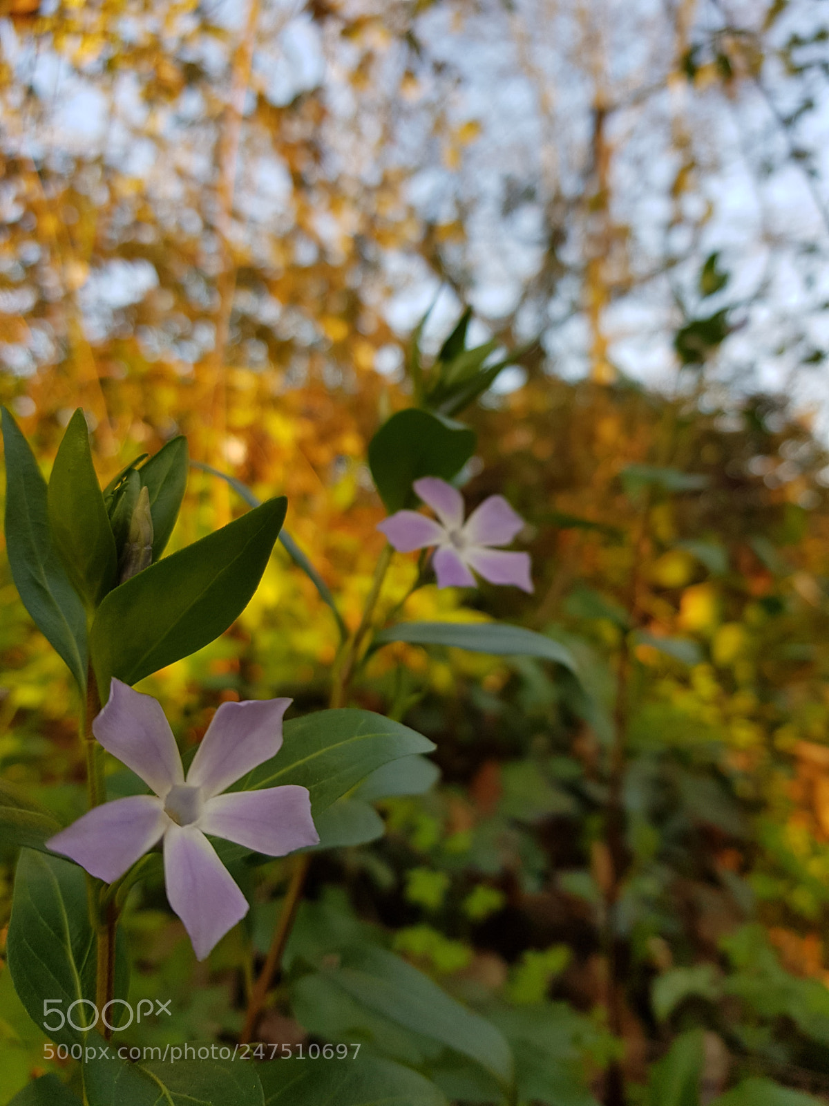 Samsung Galaxy S8 sample photo. Colors spring... photography