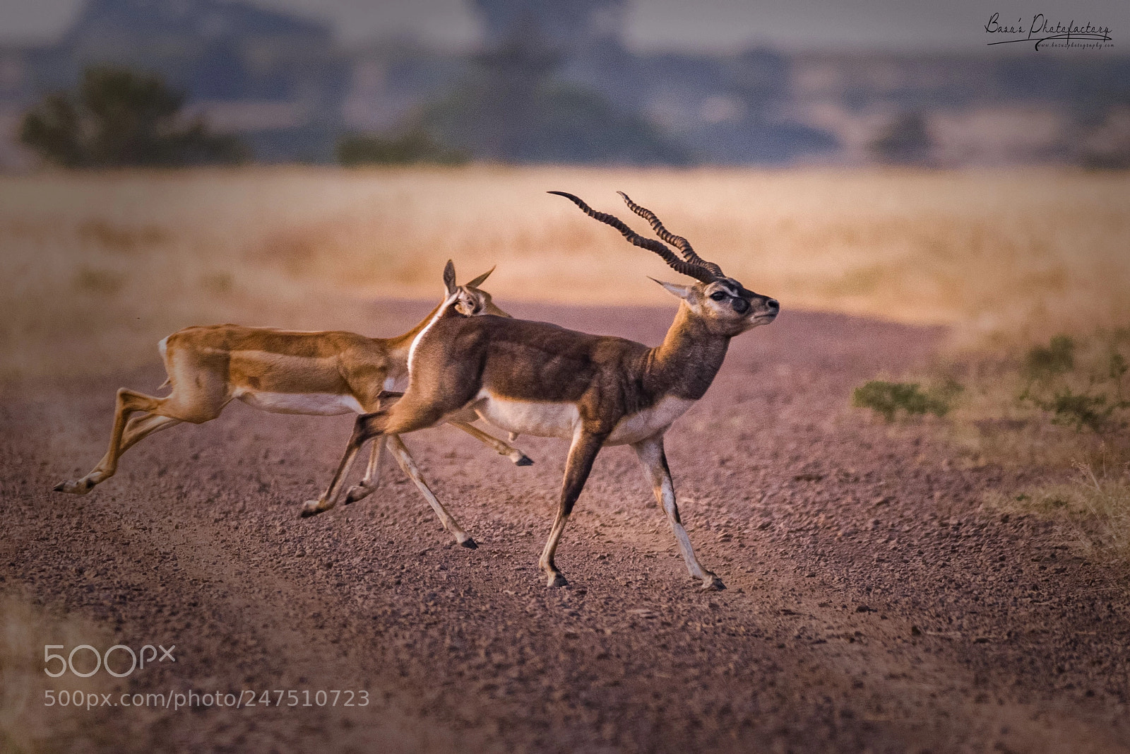 Nikon D810 sample photo. Blackbuck pair photography
