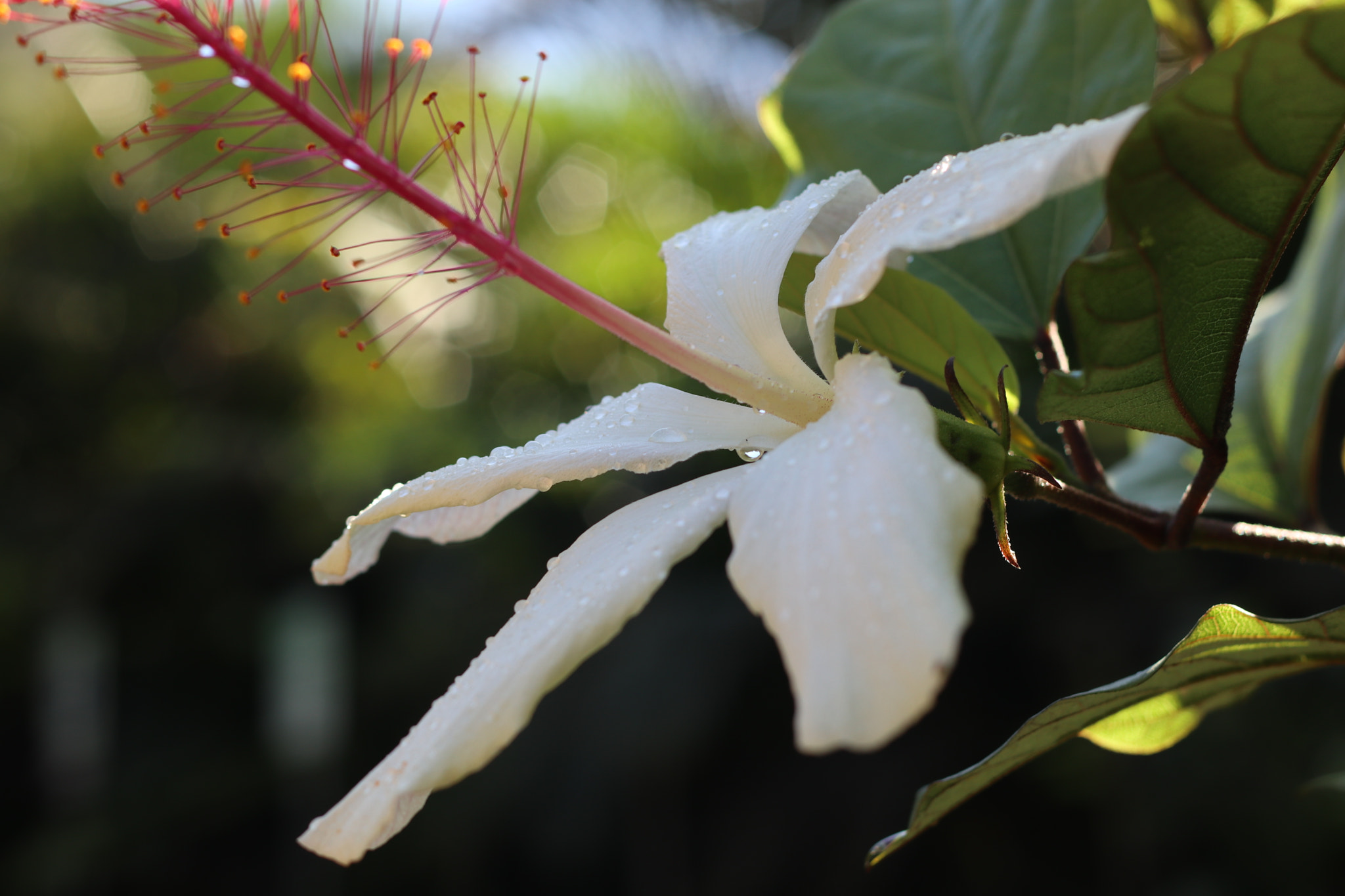 Canon EOS M5 + Canon EF 50mm F1.8 II sample photo. Hawaiian white hibiscus photography