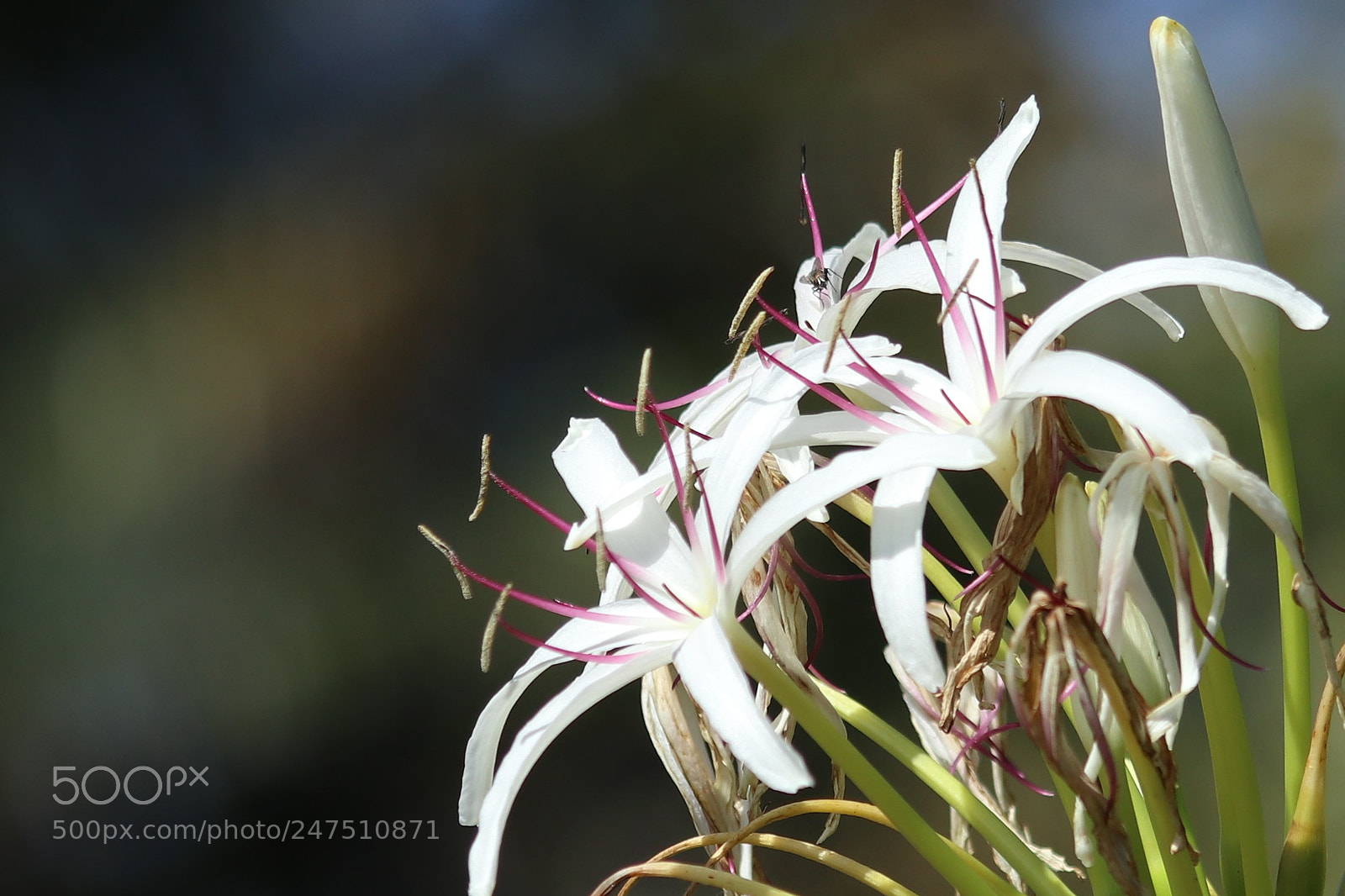 Canon EOS M5 sample photo. White lily photography