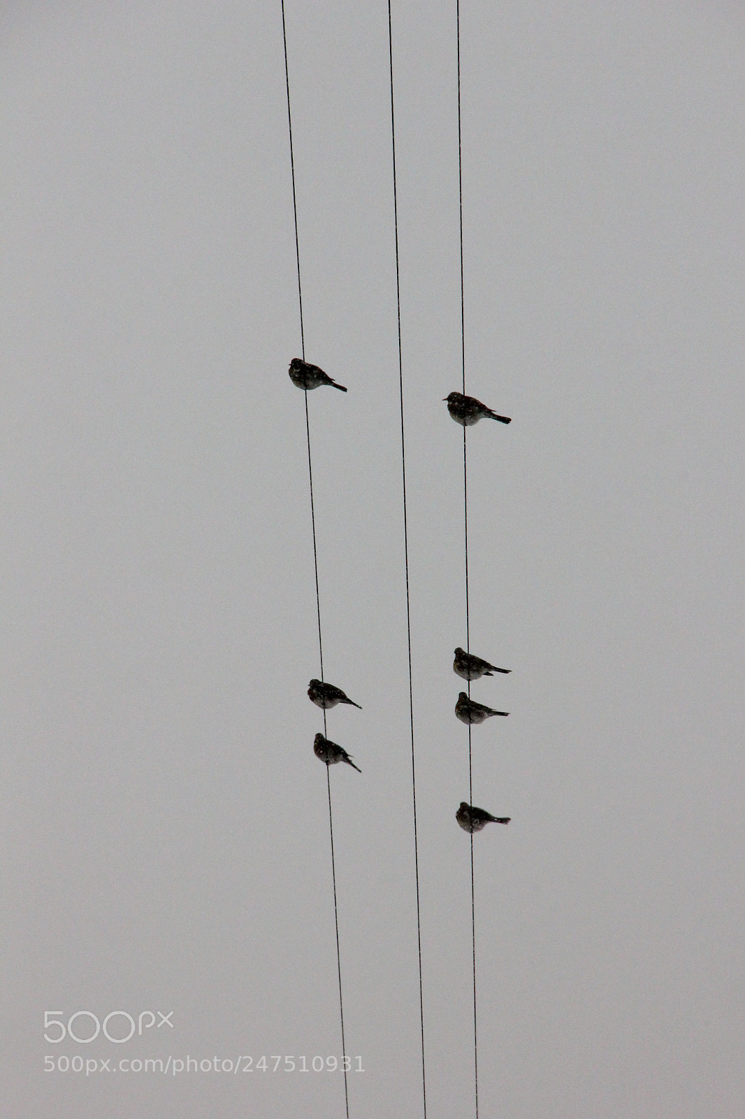 Canon EOS 550D (EOS Rebel T2i / EOS Kiss X4) sample photo. Birds on the wires photography