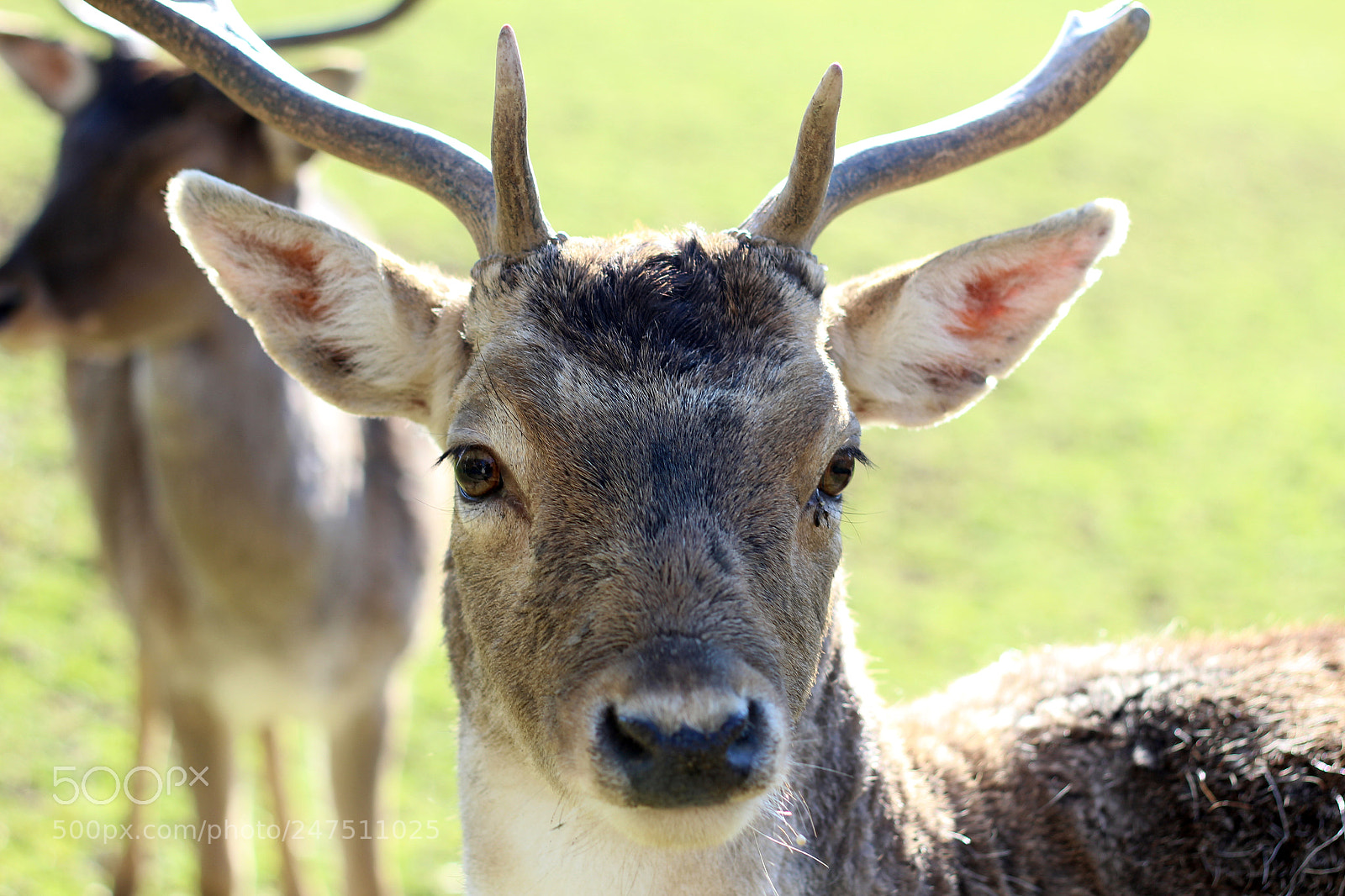 Canon EOS 600D (Rebel EOS T3i / EOS Kiss X5) sample photo. Fallow deer close up photography