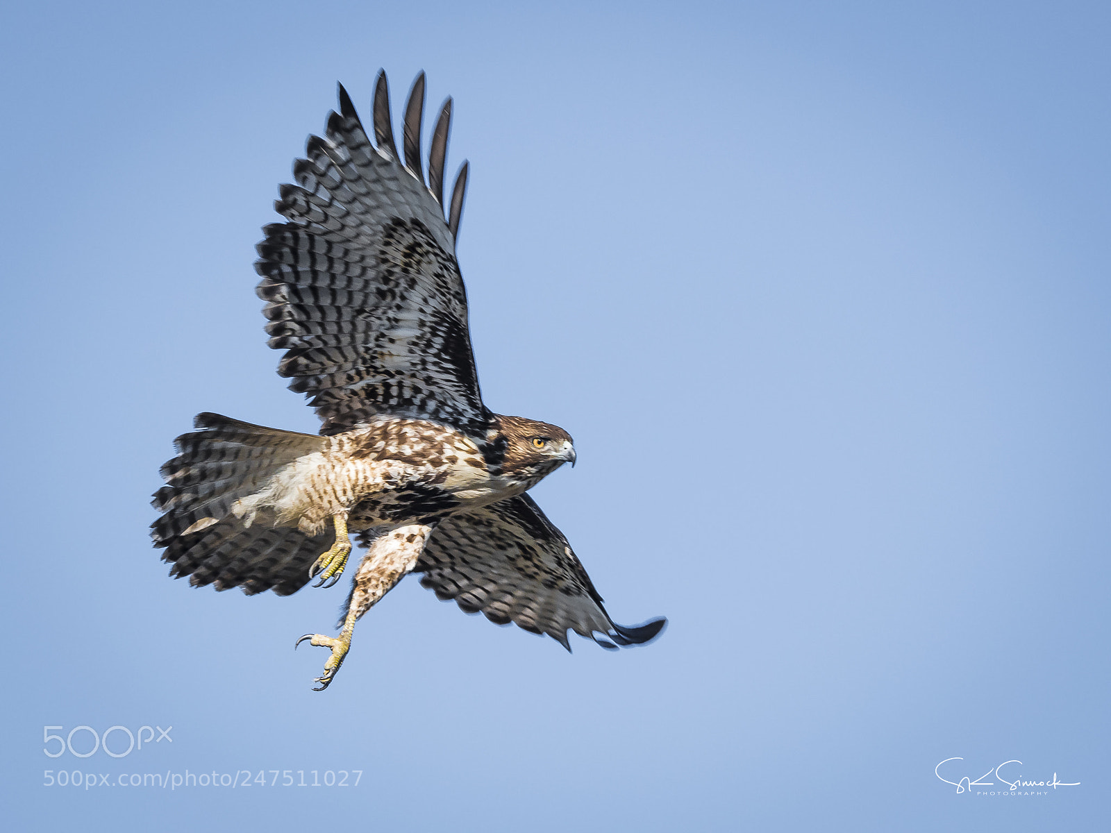Nikon D850 sample photo. Red tail hawk photography