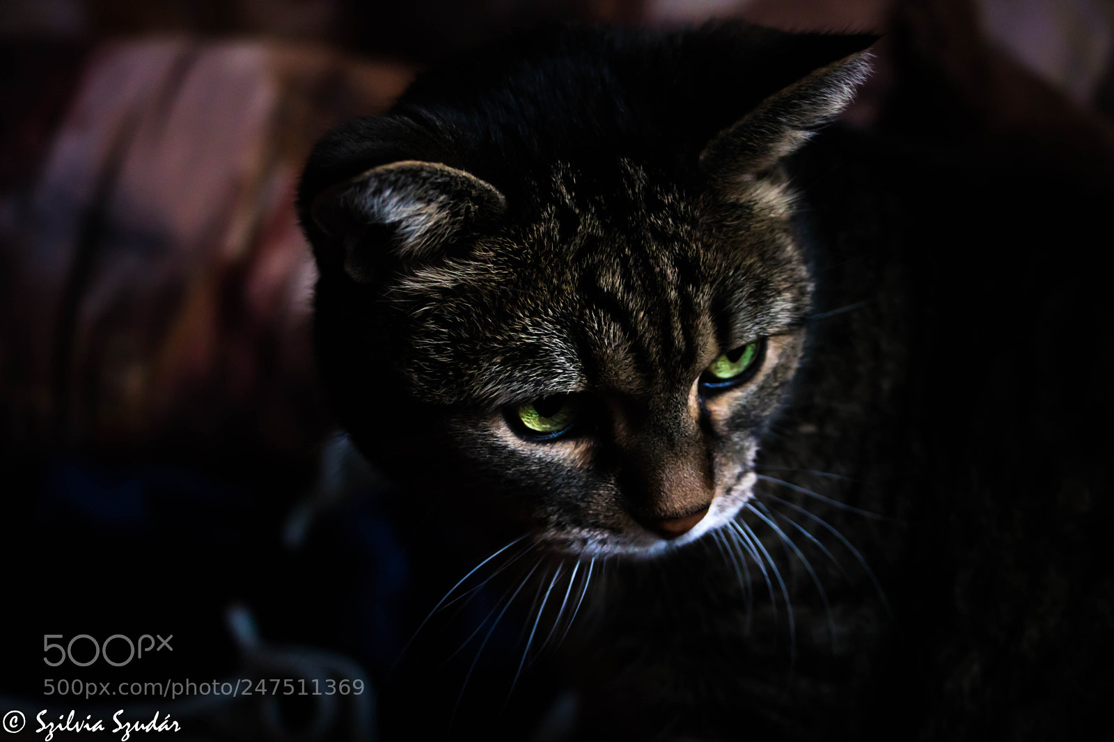 Canon EOS 750D (EOS Rebel T6i / EOS Kiss X8i) sample photo. My cat photography