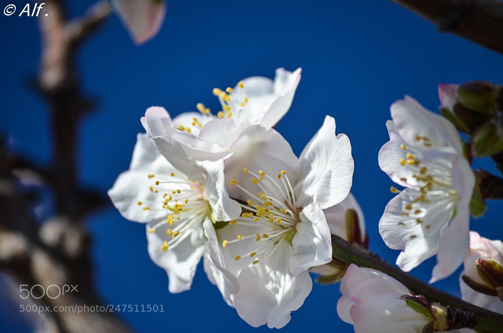 Nikon D5100 sample photo. Almendro en flor photography
