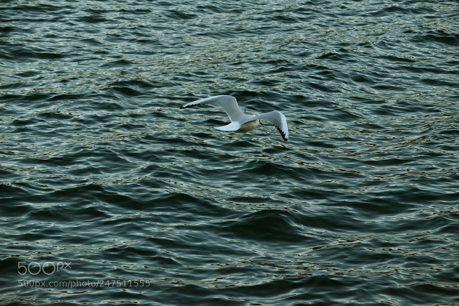 Nikon D3400 sample photo. Fly above everyday life photography