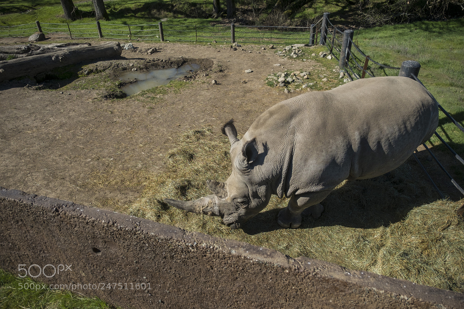 Fujifilm X-Pro1 sample photo. Safari west 2018 photography