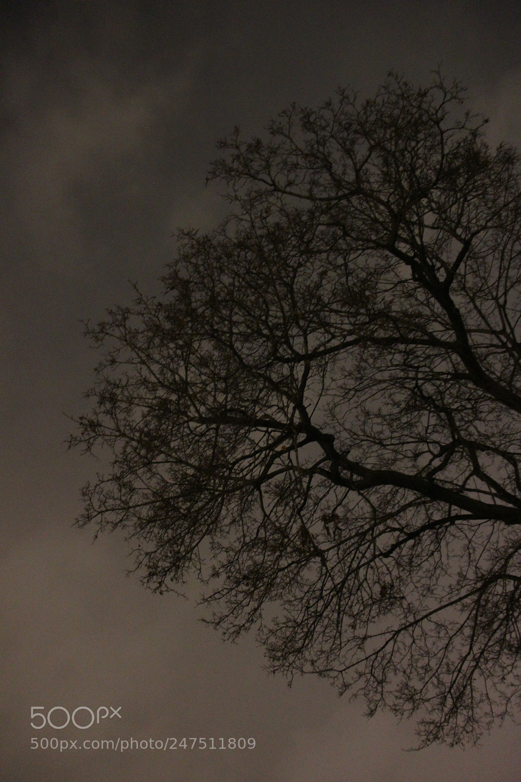 Canon EOS 550D (EOS Rebel T2i / EOS Kiss X4) sample photo. The mysterious tree photography