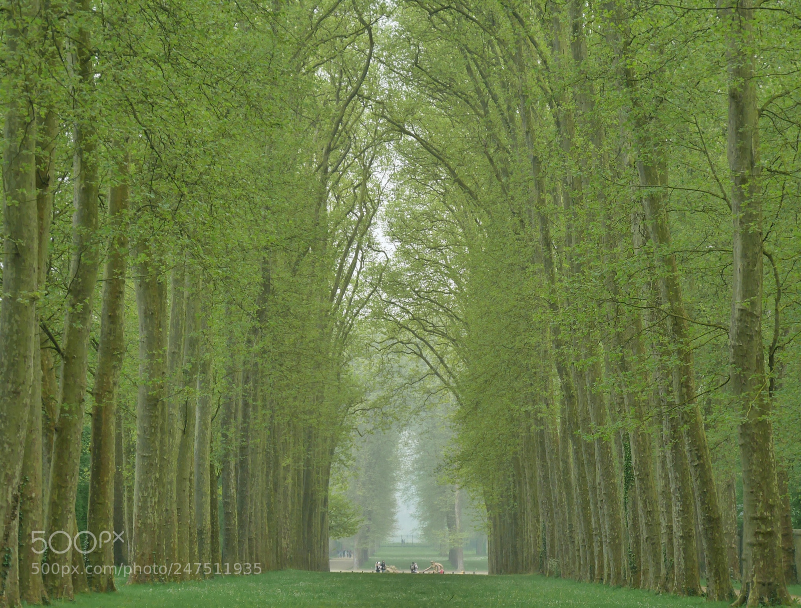 Panasonic Lumix DMC-GM1 sample photo. Versailles photography