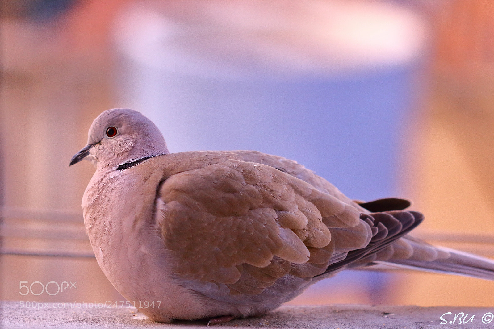 Canon EOS 60D sample photo. Turtledove photography