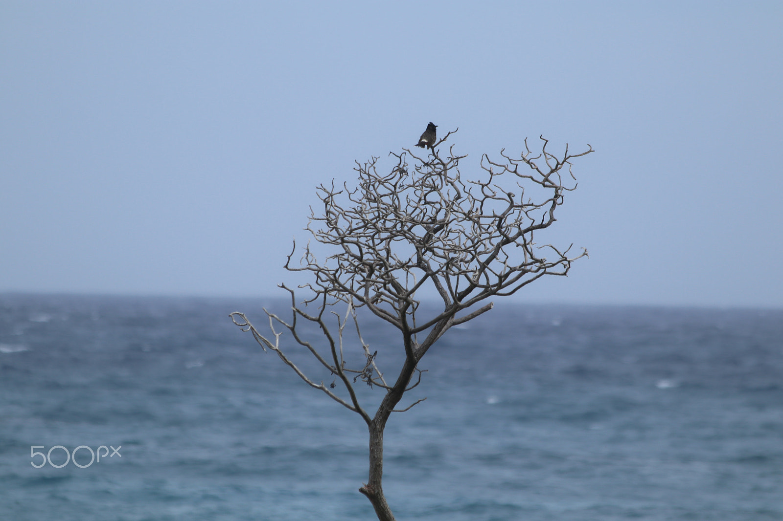 Canon EOS M5 + Canon EF 70-300mm F4-5.6 IS USM sample photo. Bird on a tree photography
