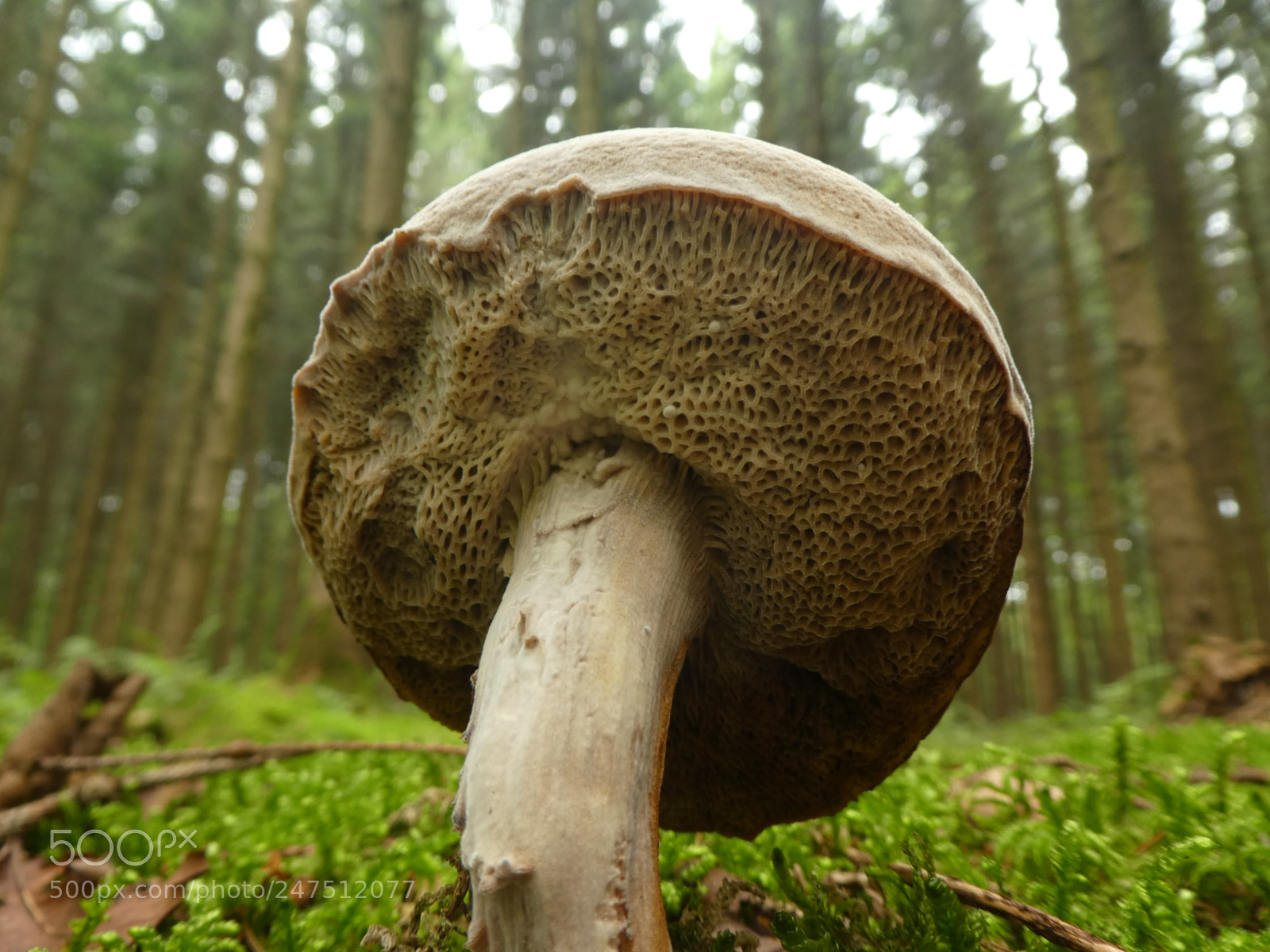 Panasonic DMC-TZ81 sample photo. Pilz photography