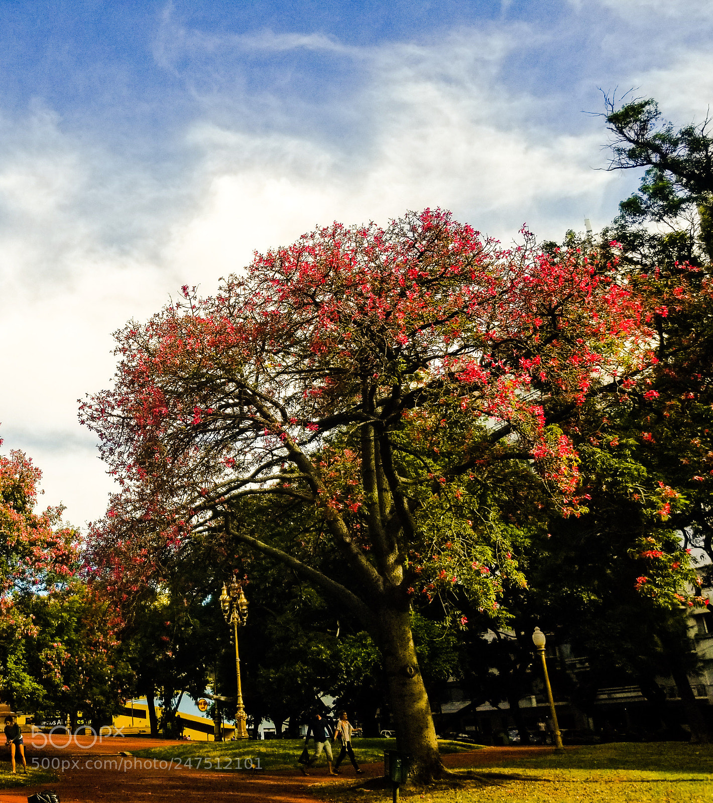 Samsung Galaxy S8+ sample photo. Jacaranda photography