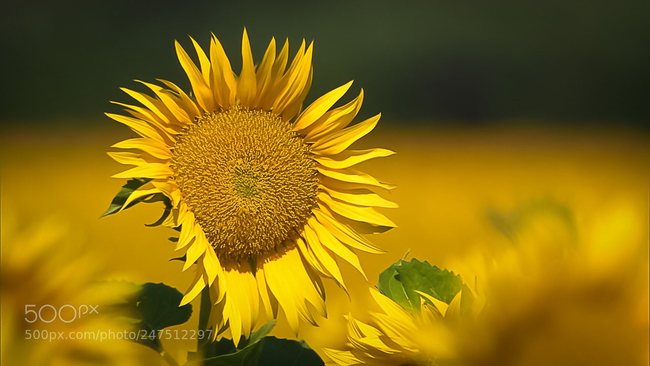 Canon EOS 1000D (EOS Digital Rebel XS / EOS Kiss F) sample photo. Sunflower photography
