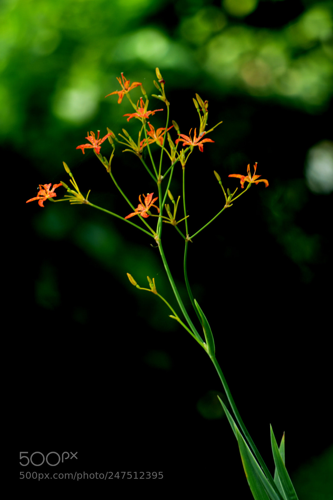 Nikon D610 sample photo. Untitled photography